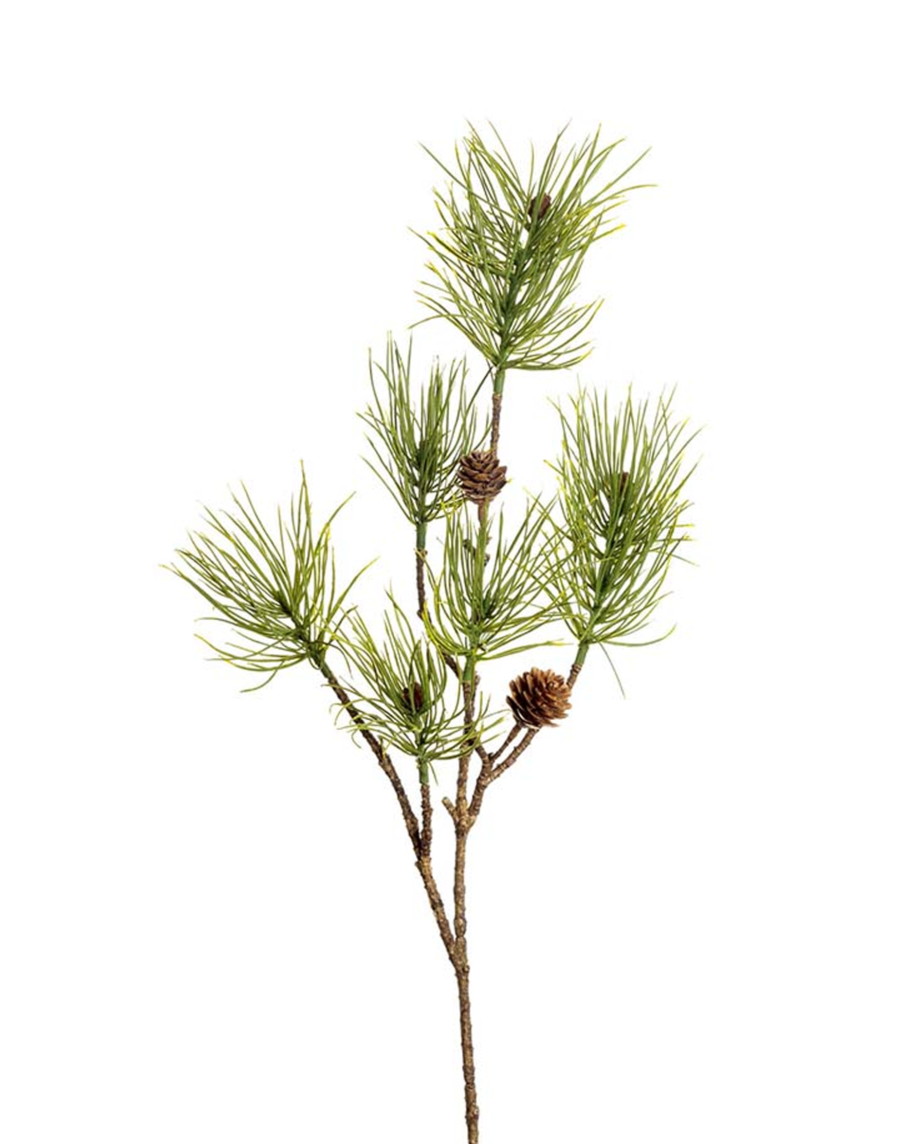 Kieferzweig mit Zapfen Schnittblume grün
