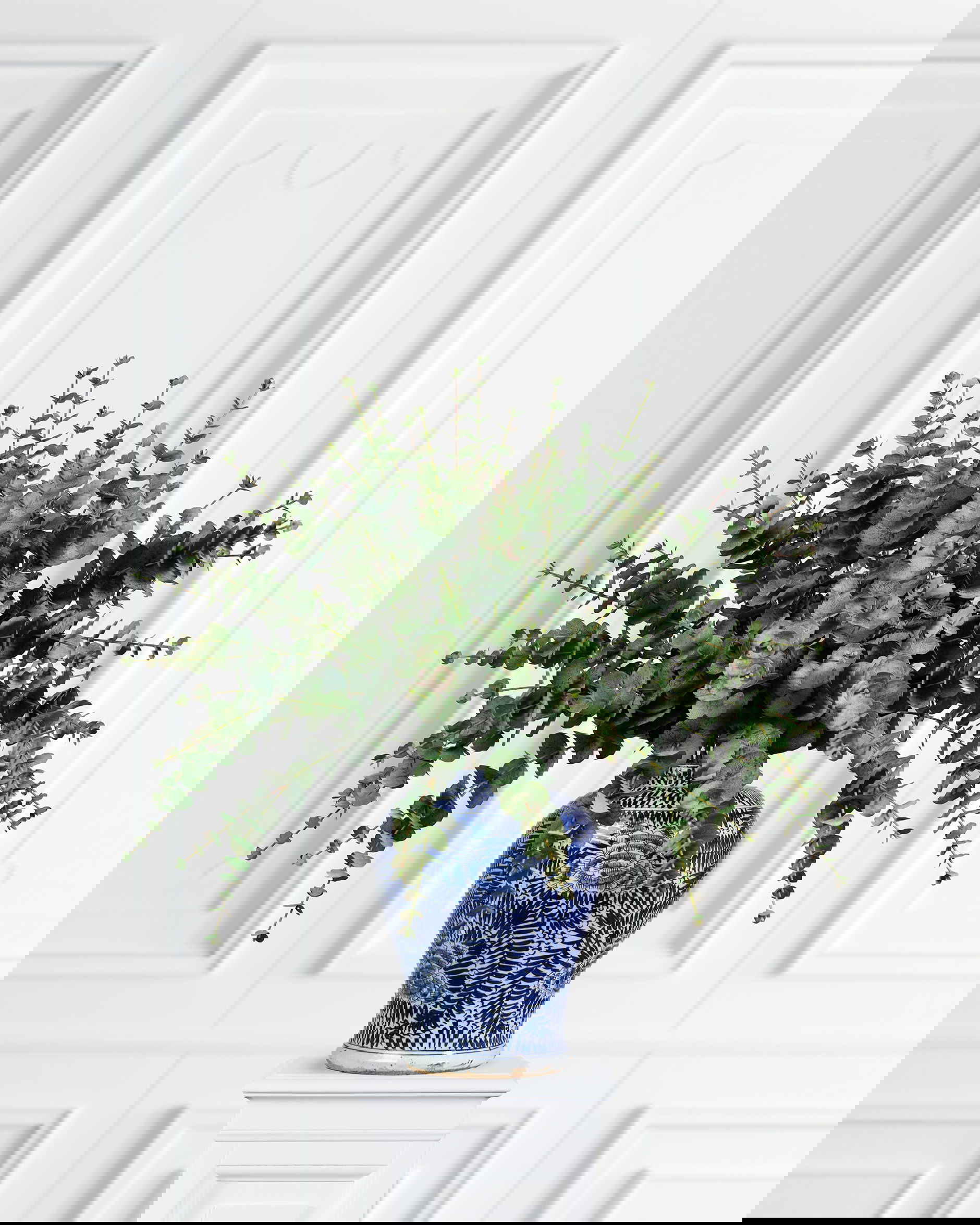 Eucalyptus Cut Flower