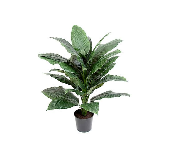 Peace Lily Potted Plant Green