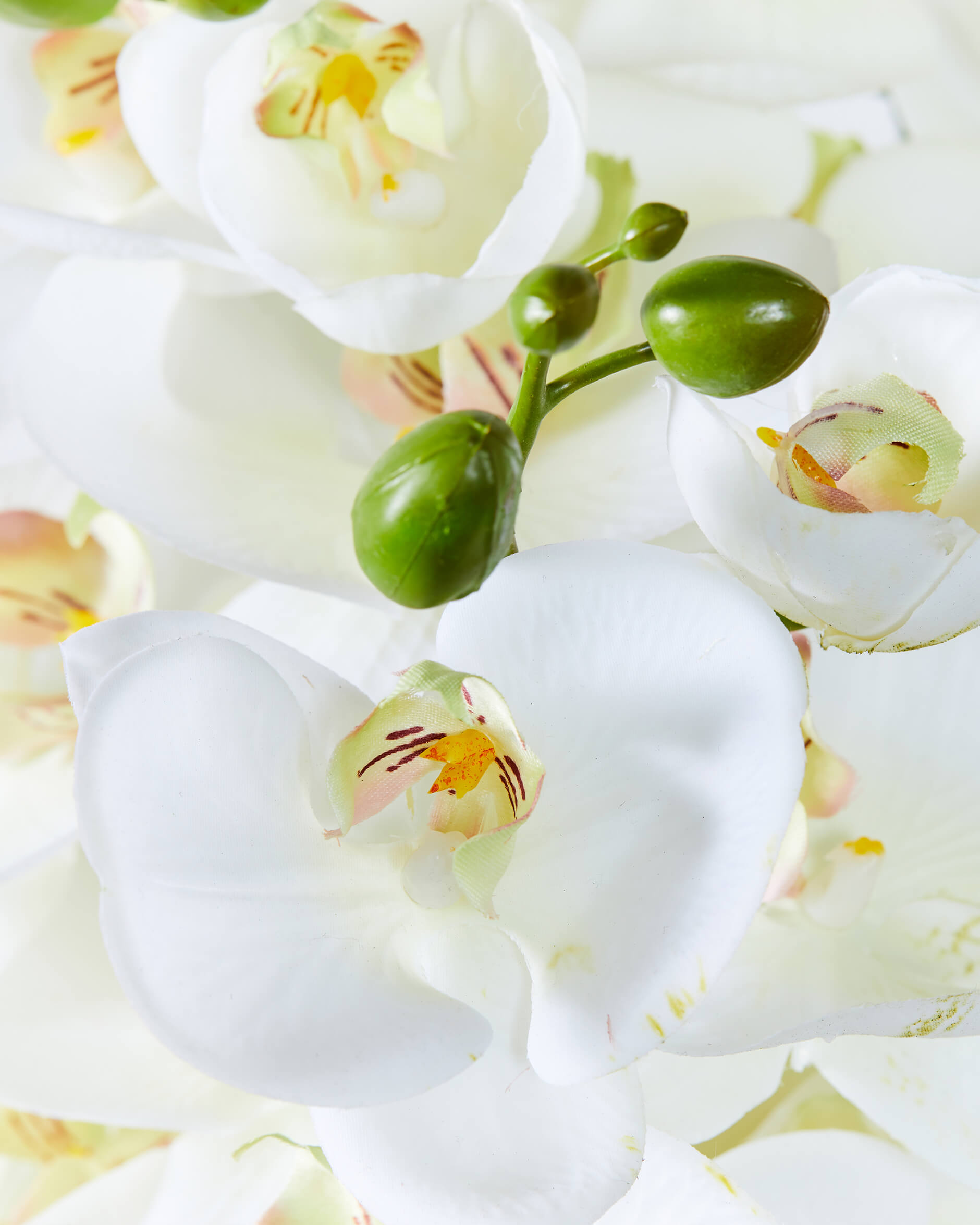 Orkidé snittblomma vit