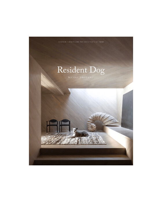 Resident Dog