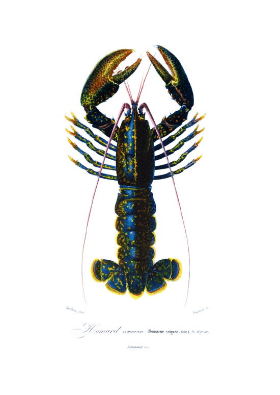 Homarus Vulgaris