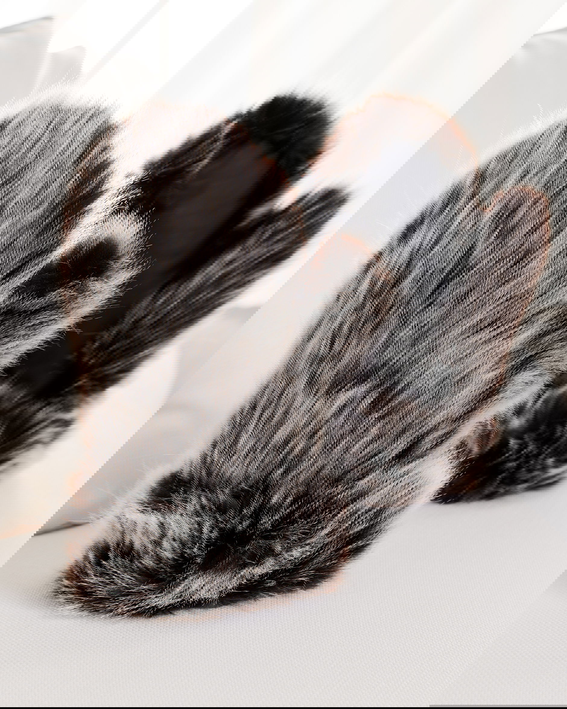 St. Moritz vantar timber wolf