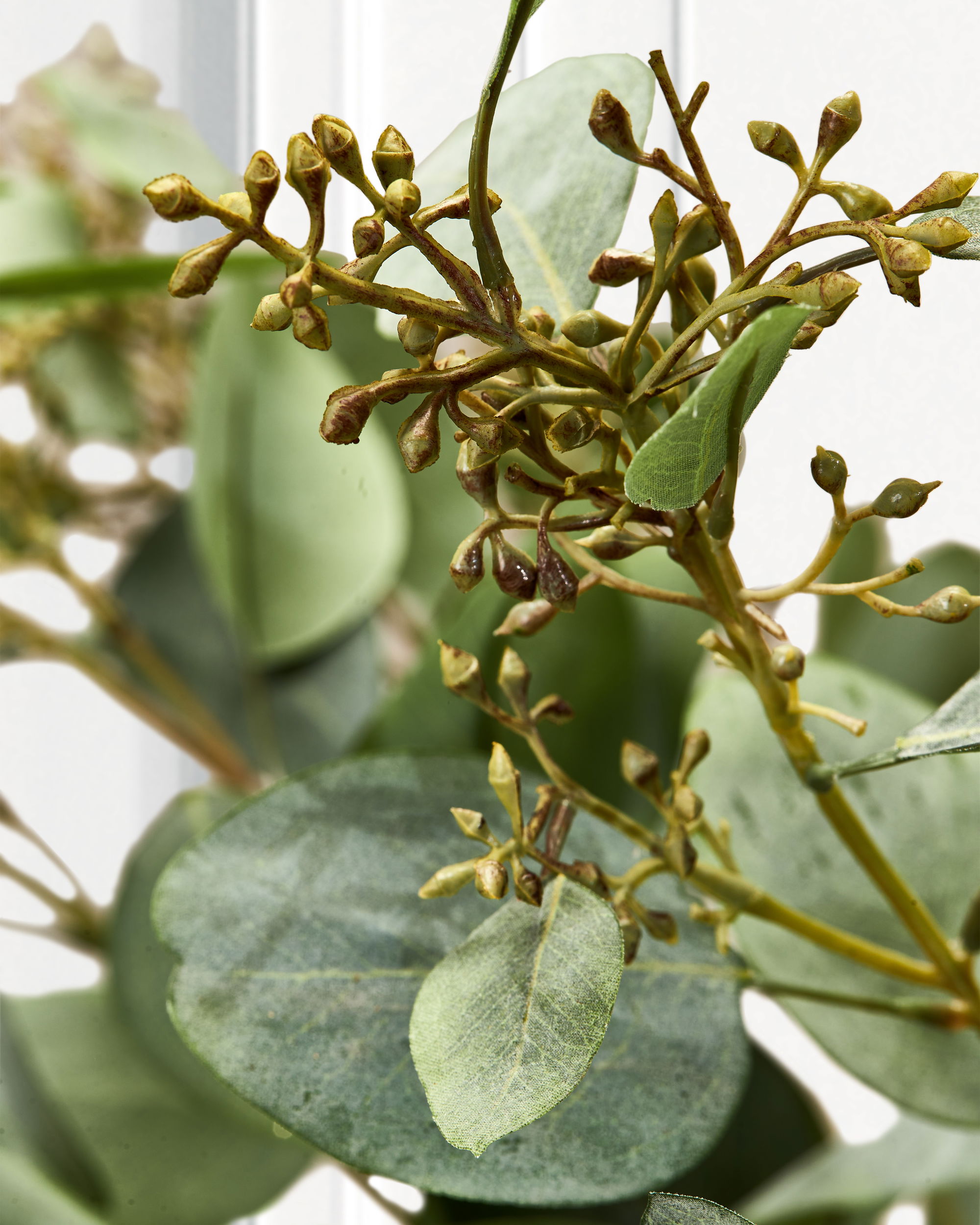 Eukalyptus snittblomst