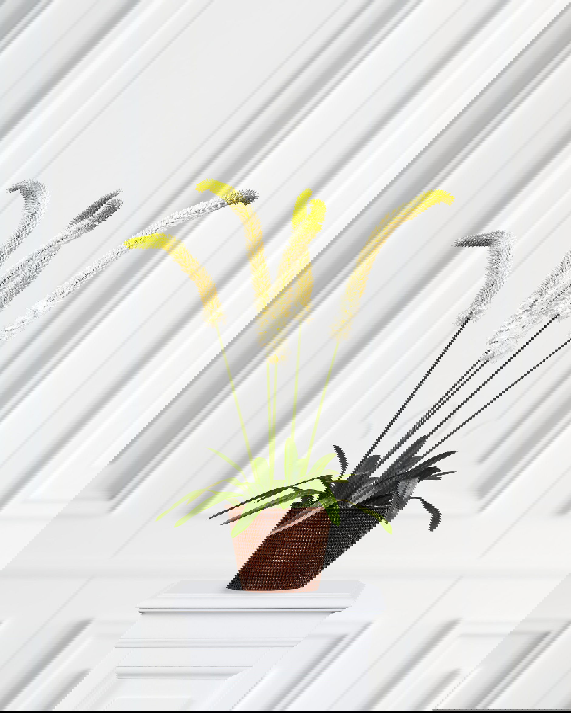 Stäpplilja krukväxt vit