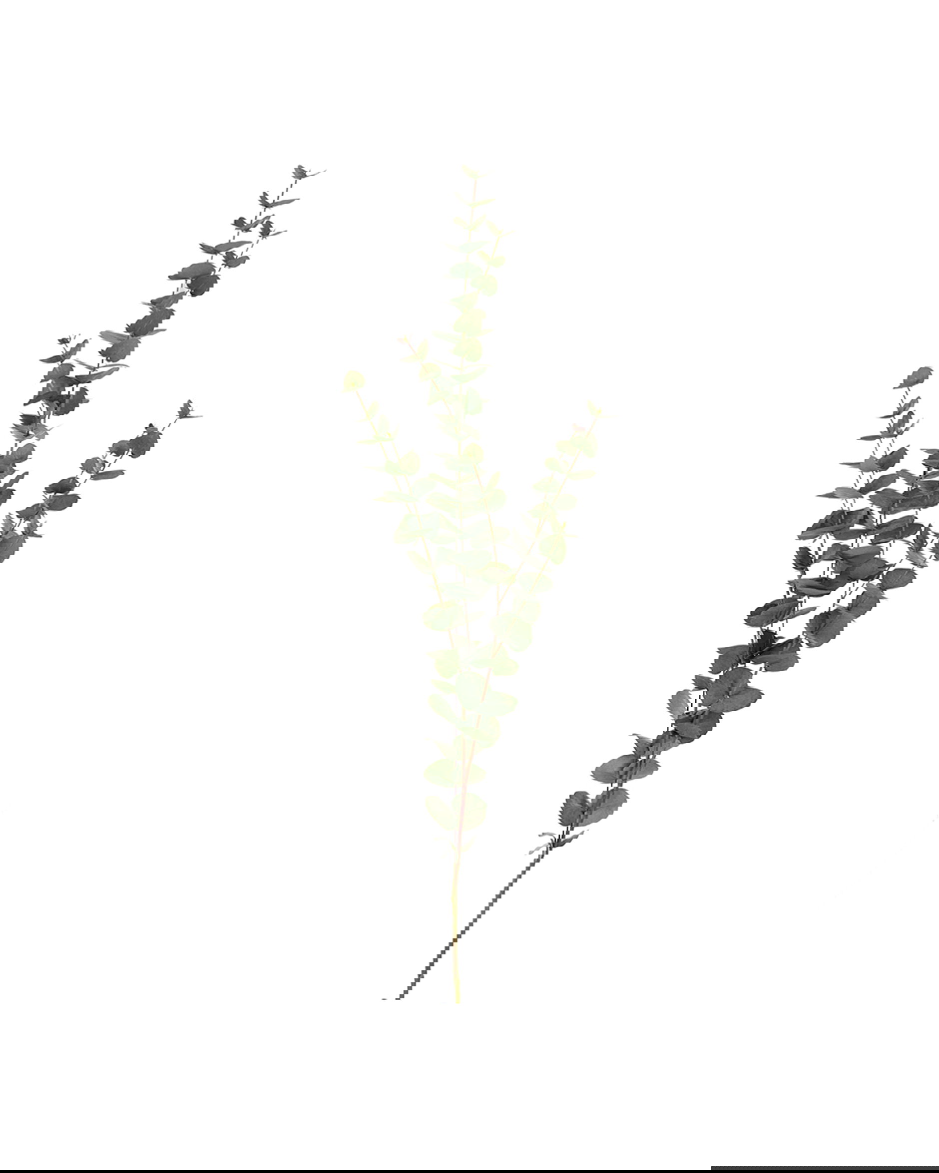 Eucalyptus snittblomma grön