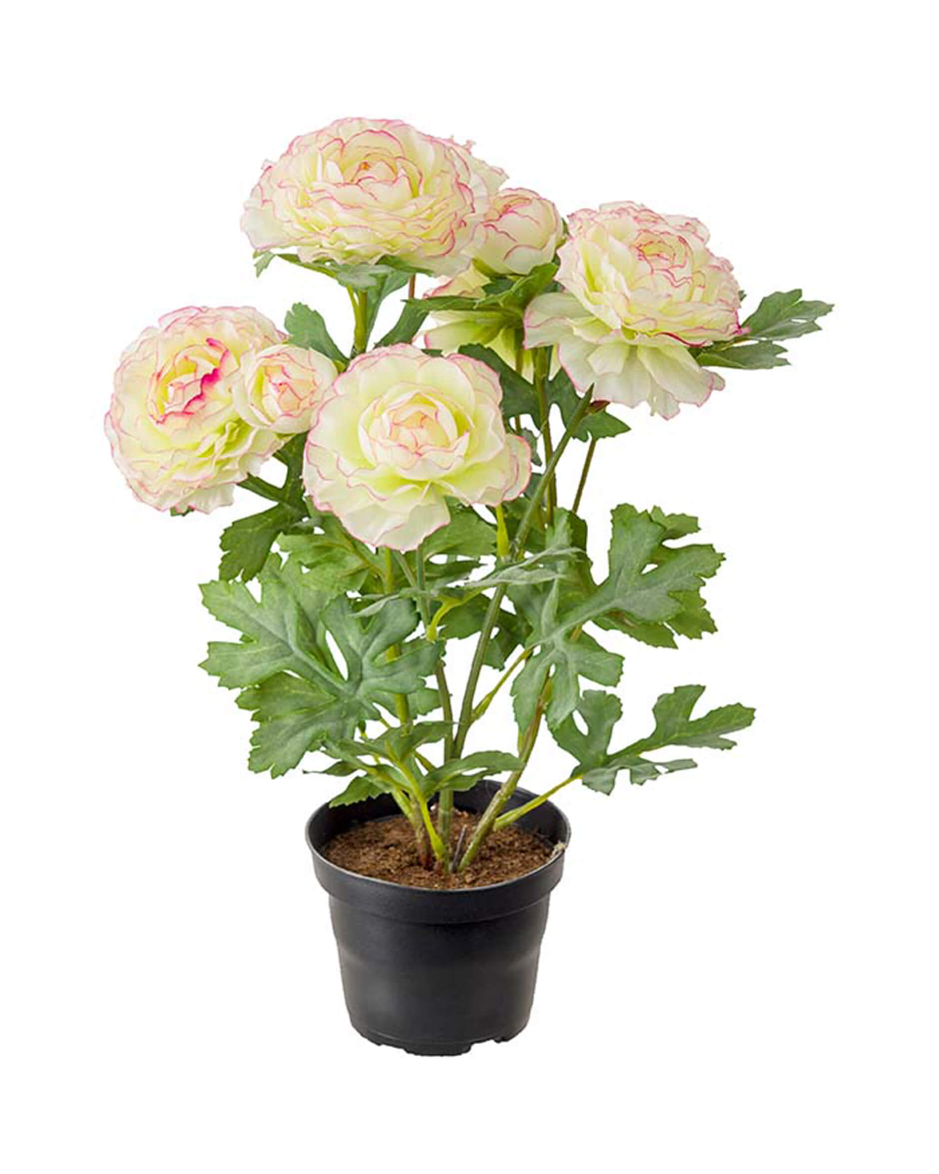 Ranunkel krukväxt rosa