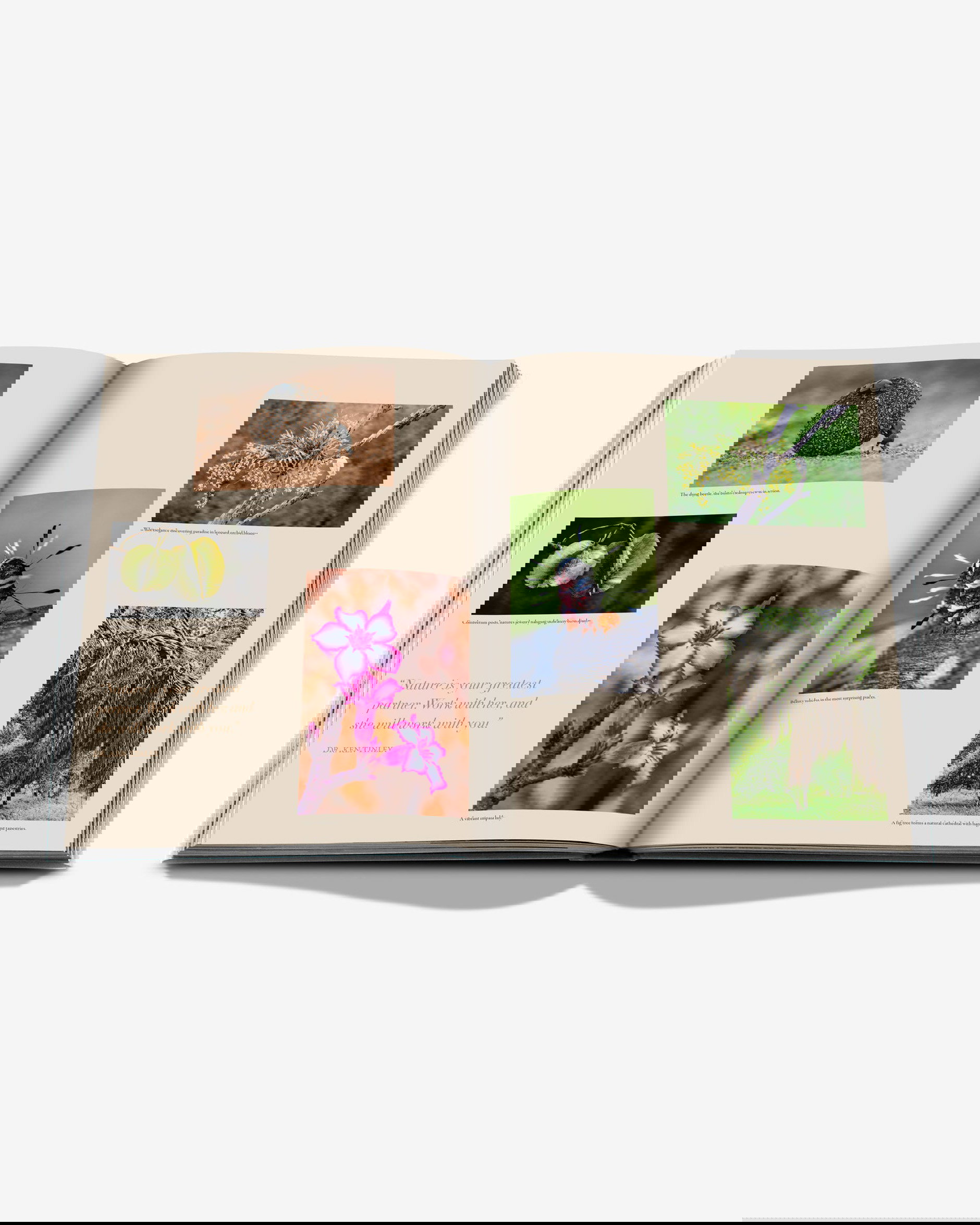 Londolozi, The Safari that Changed Everything