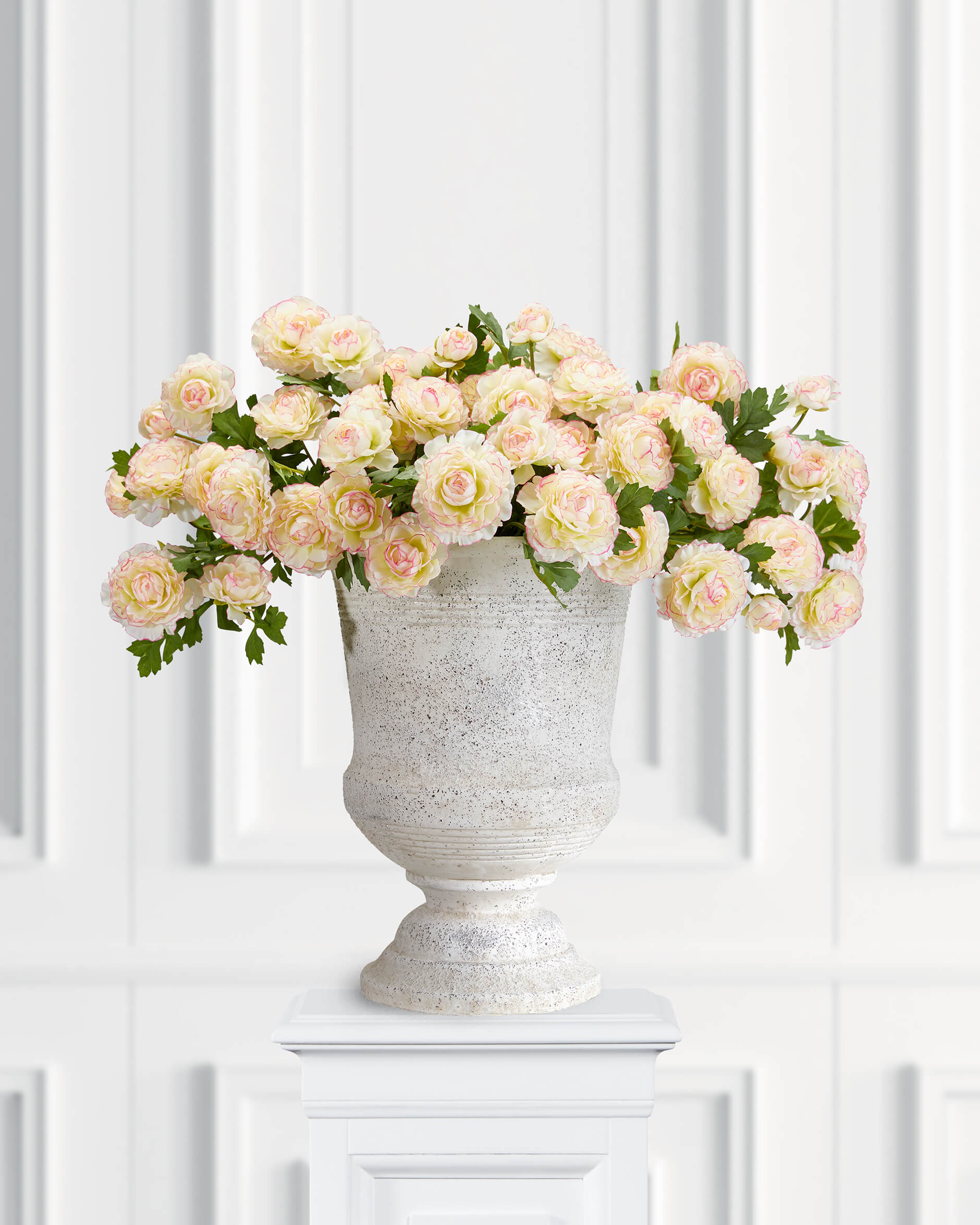 Ranunkel krukväxt rosa