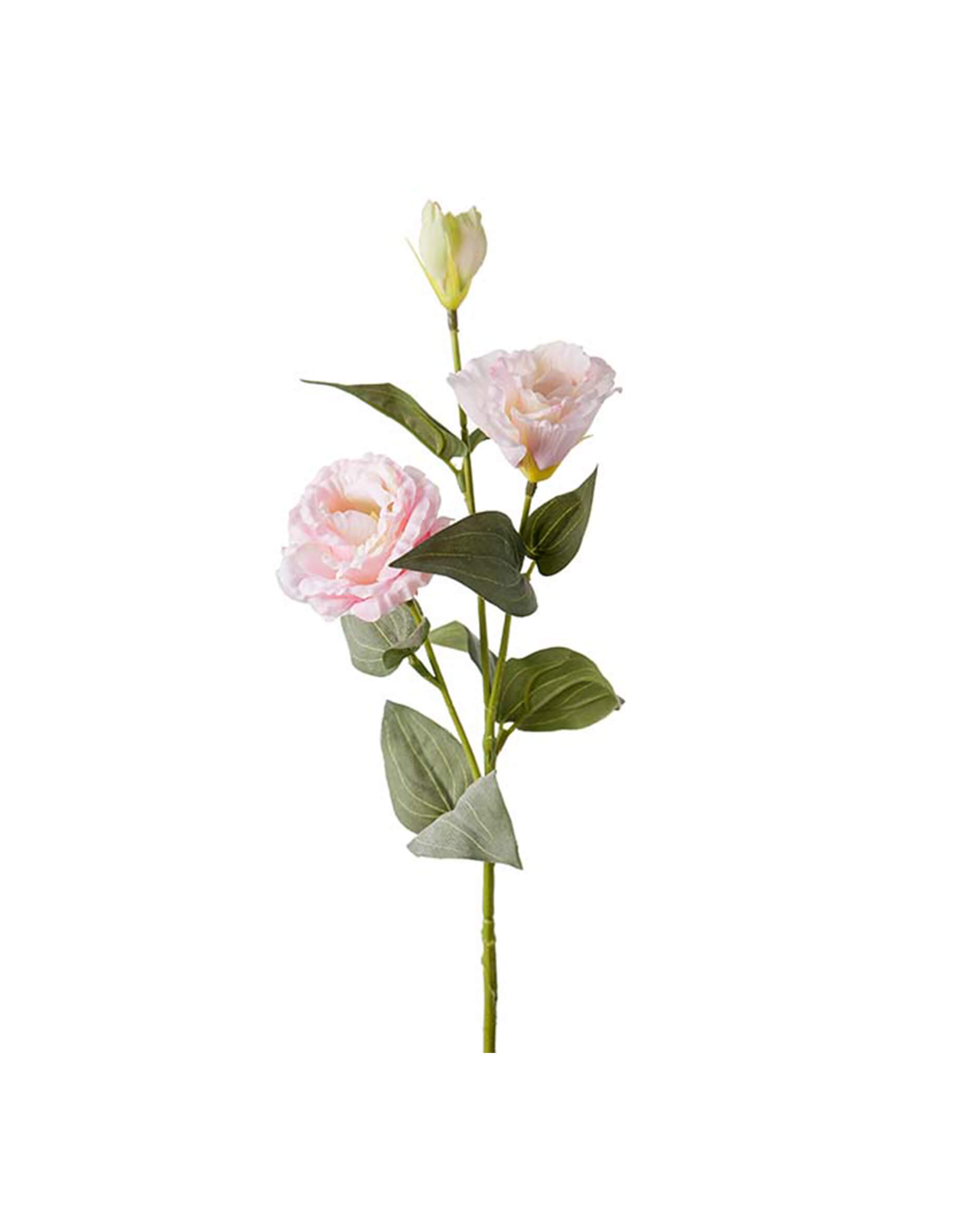 Prärieklocka snittblomma rosa OUTLET