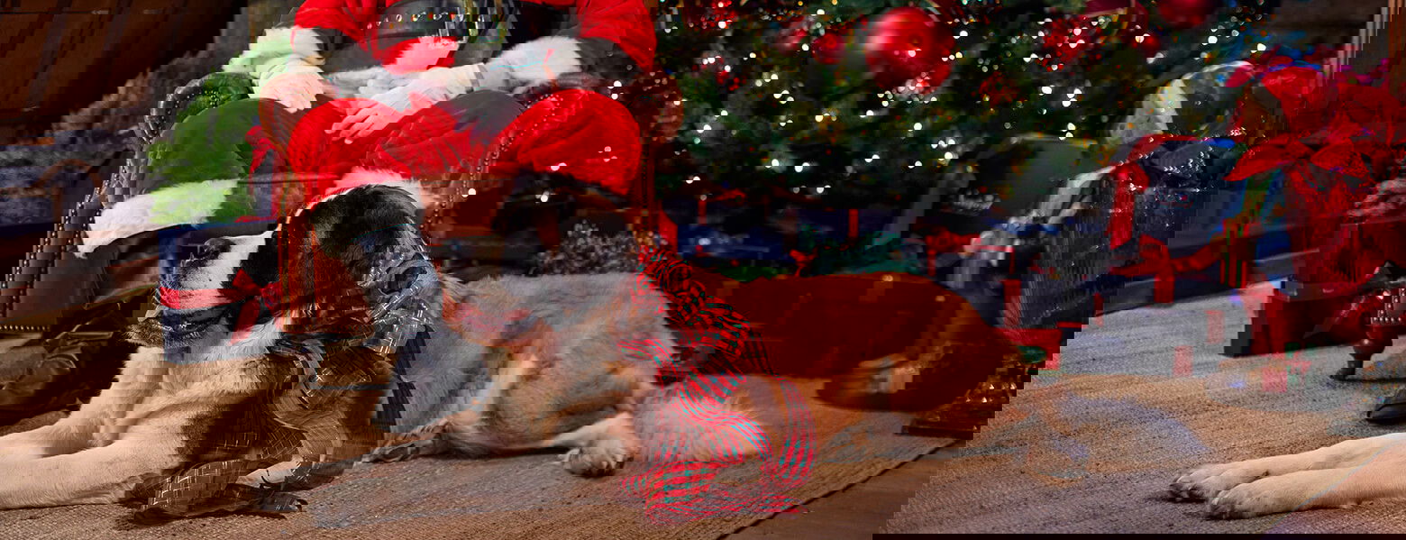 Newport Christmas Collections
