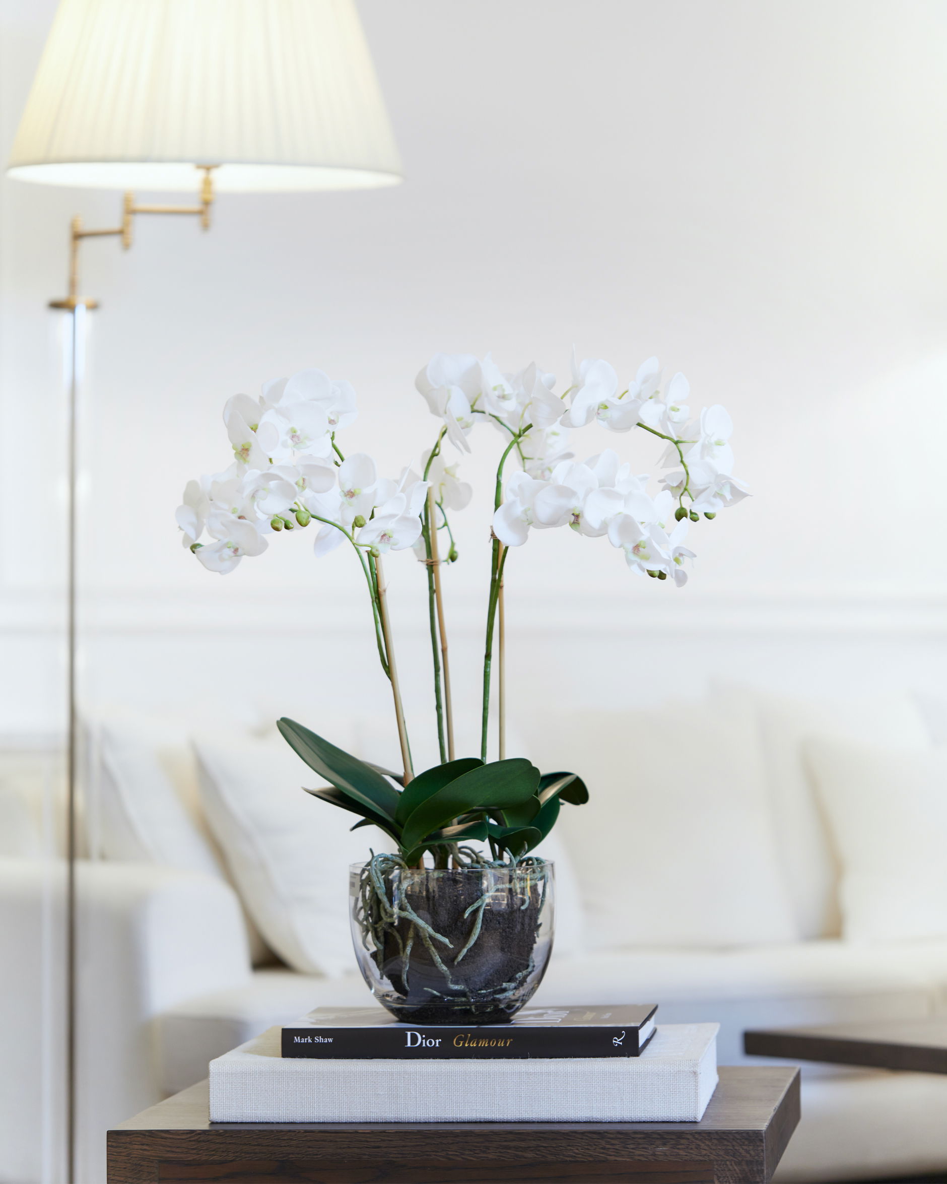 Orchideeënpotplant, wit