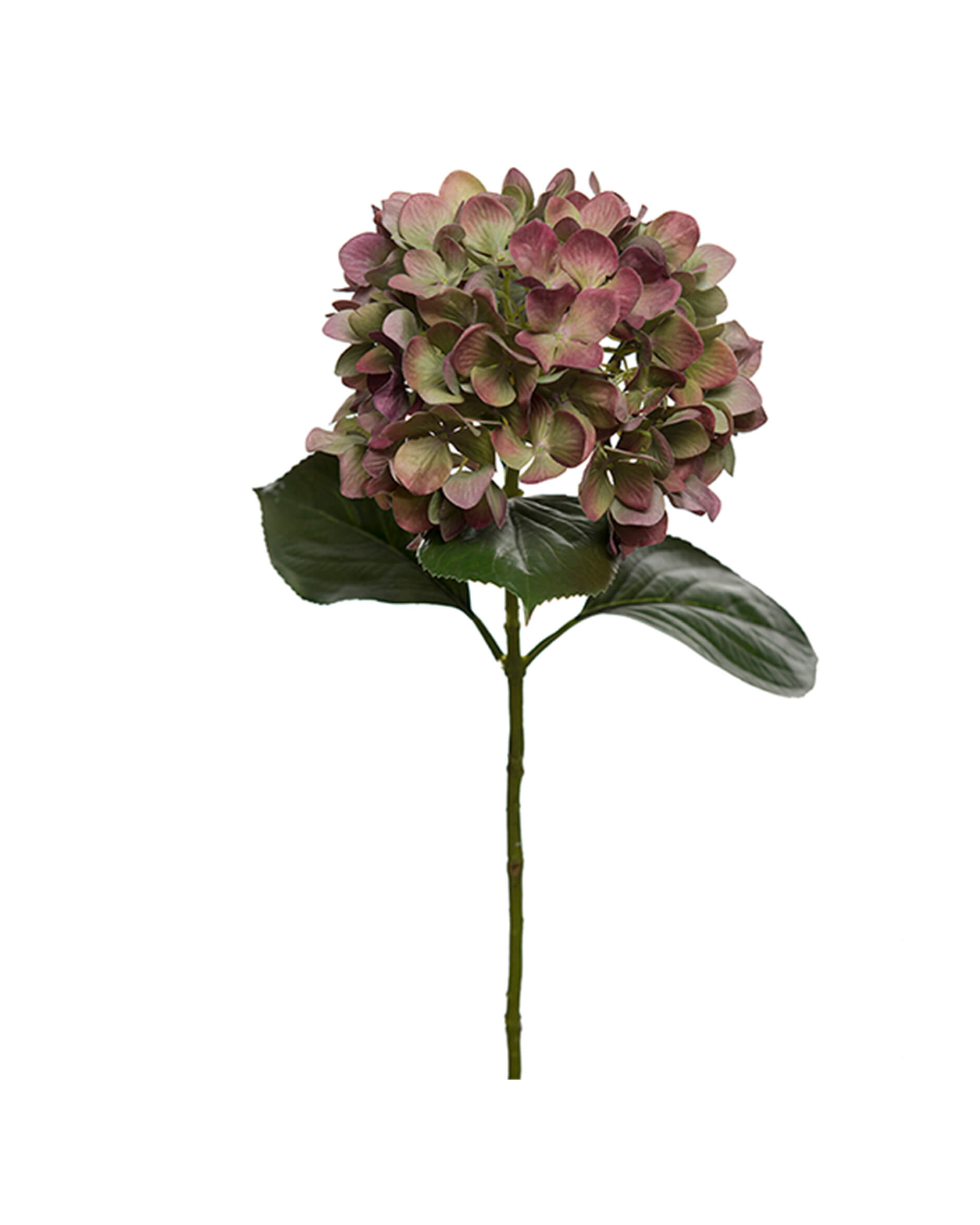 Hortensia snittblomma vinröd