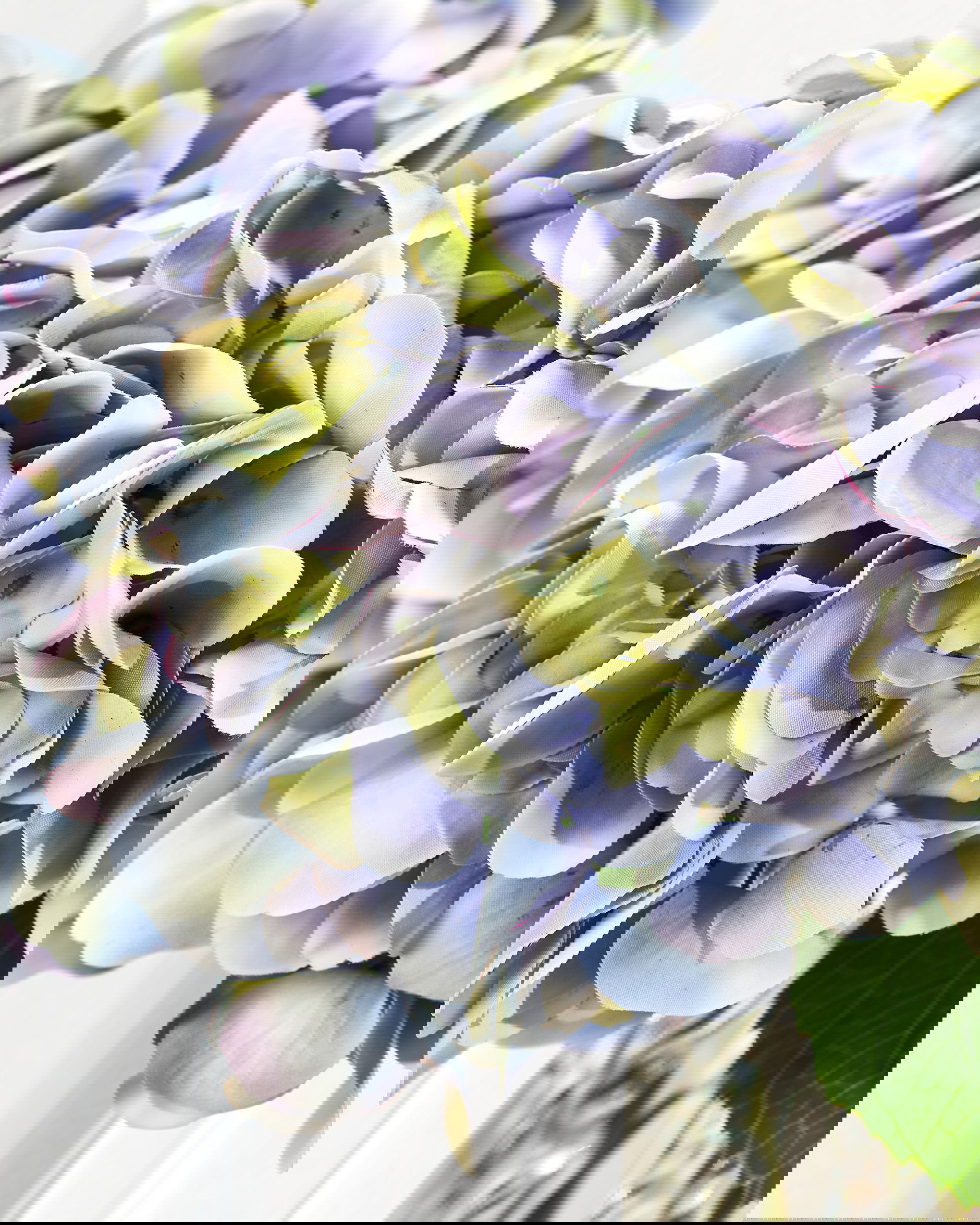 Hortensia snittblomma blå