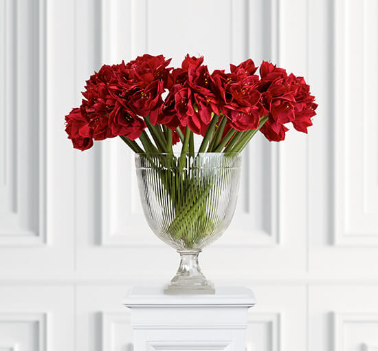 Red - Amaryllis Cut Flower White