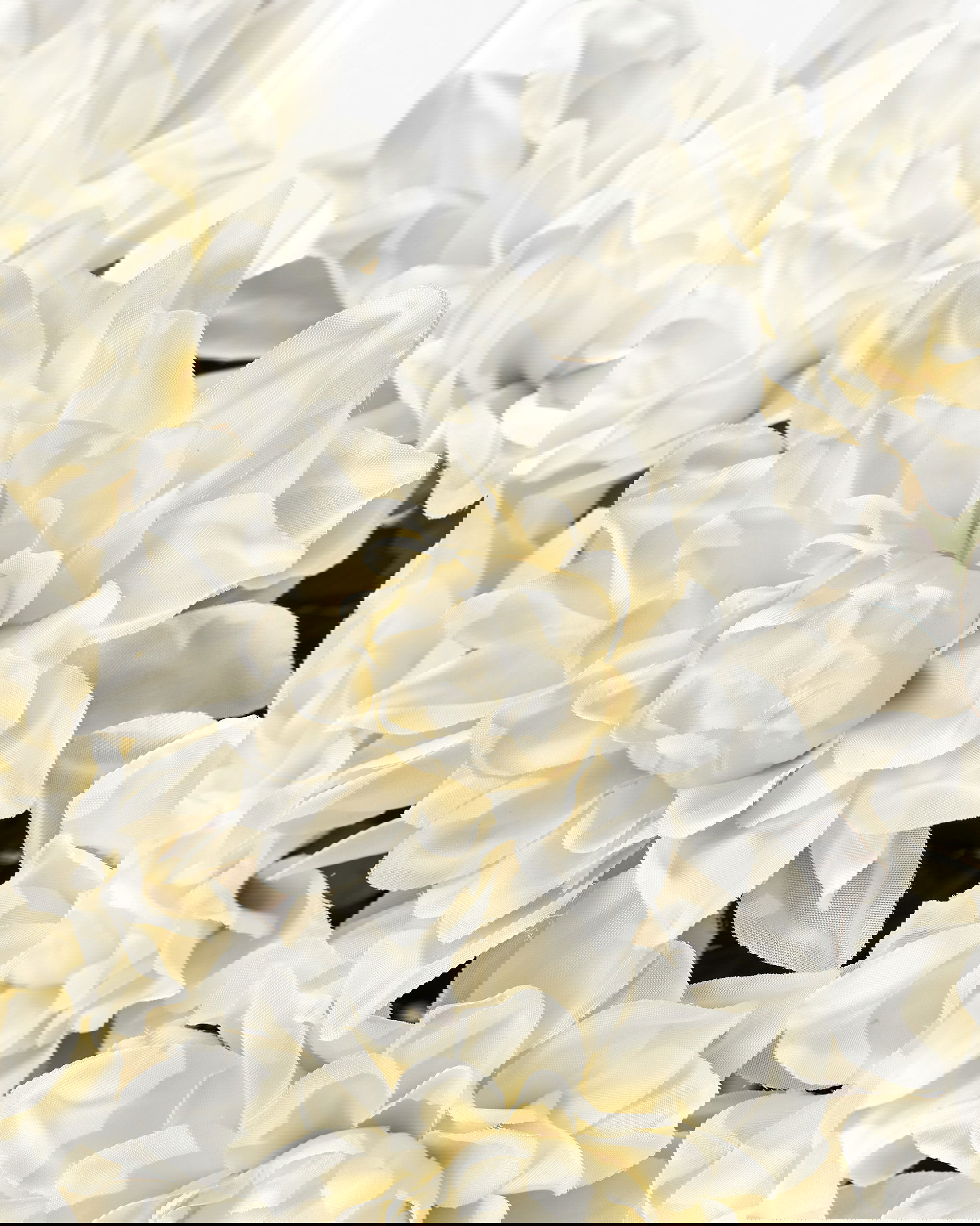 Dahlia snittblomma vit