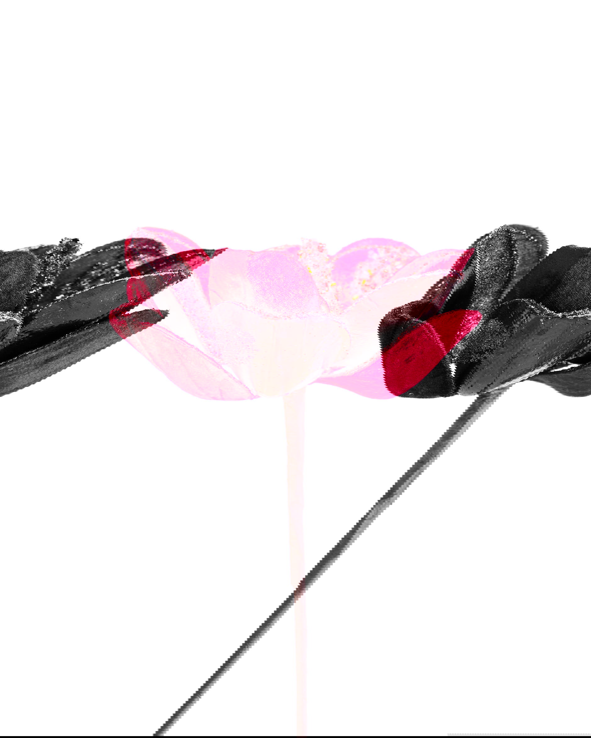 Magnolia koristeoksa viininpunainen