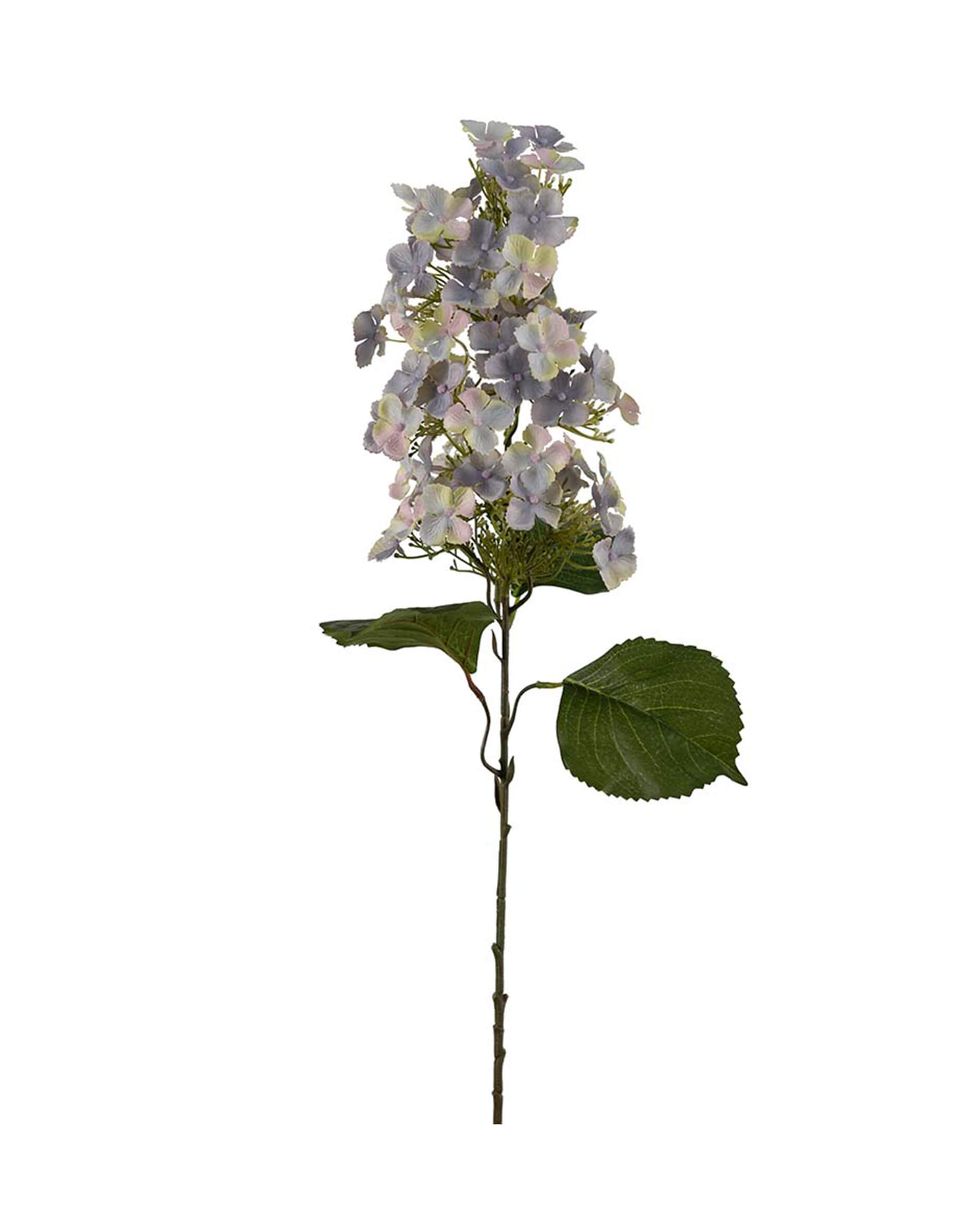 Panicled Hydrangea Cut Flower Blue