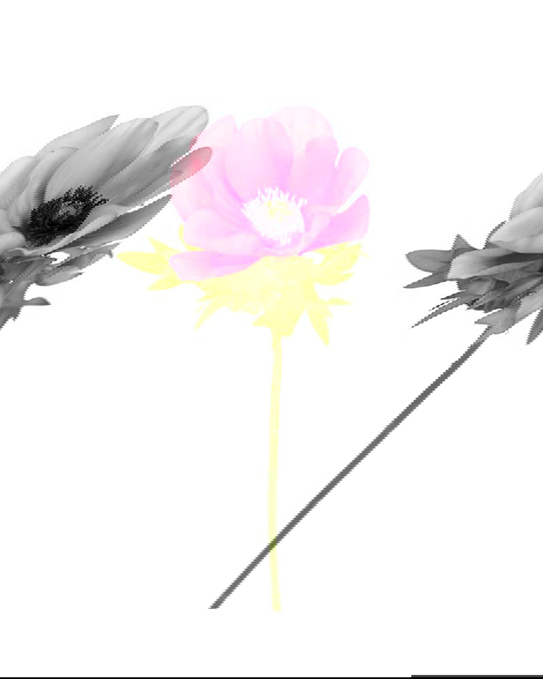 Anemone Cut Flower Pink