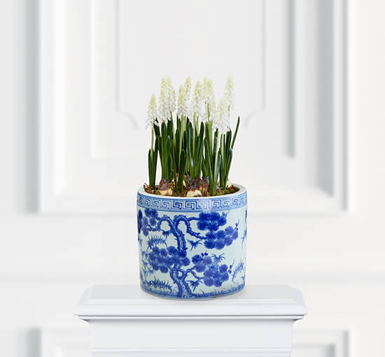 Weiß - Grape Hyacinth Potted Plant White