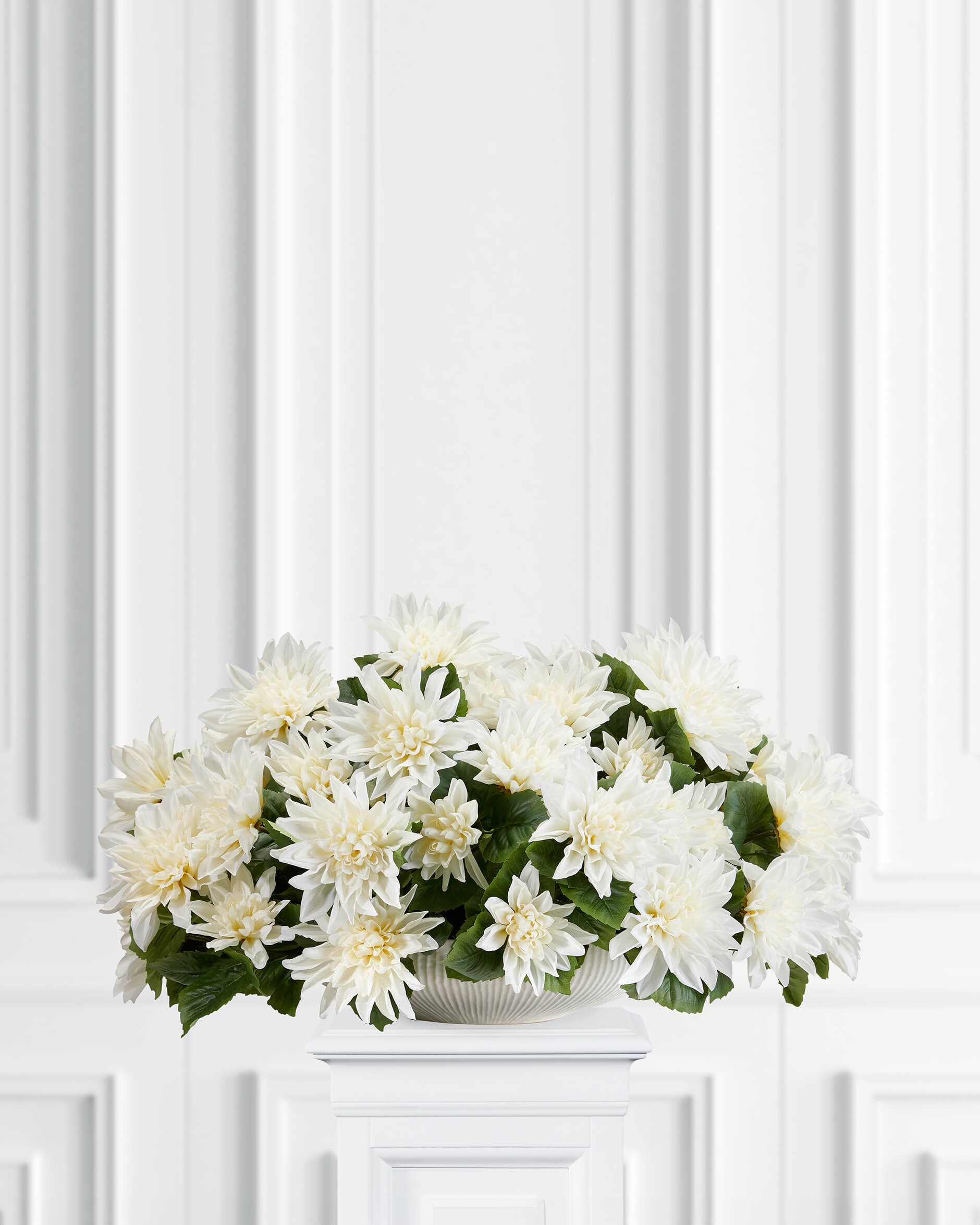 Dahlia krukväxt vit