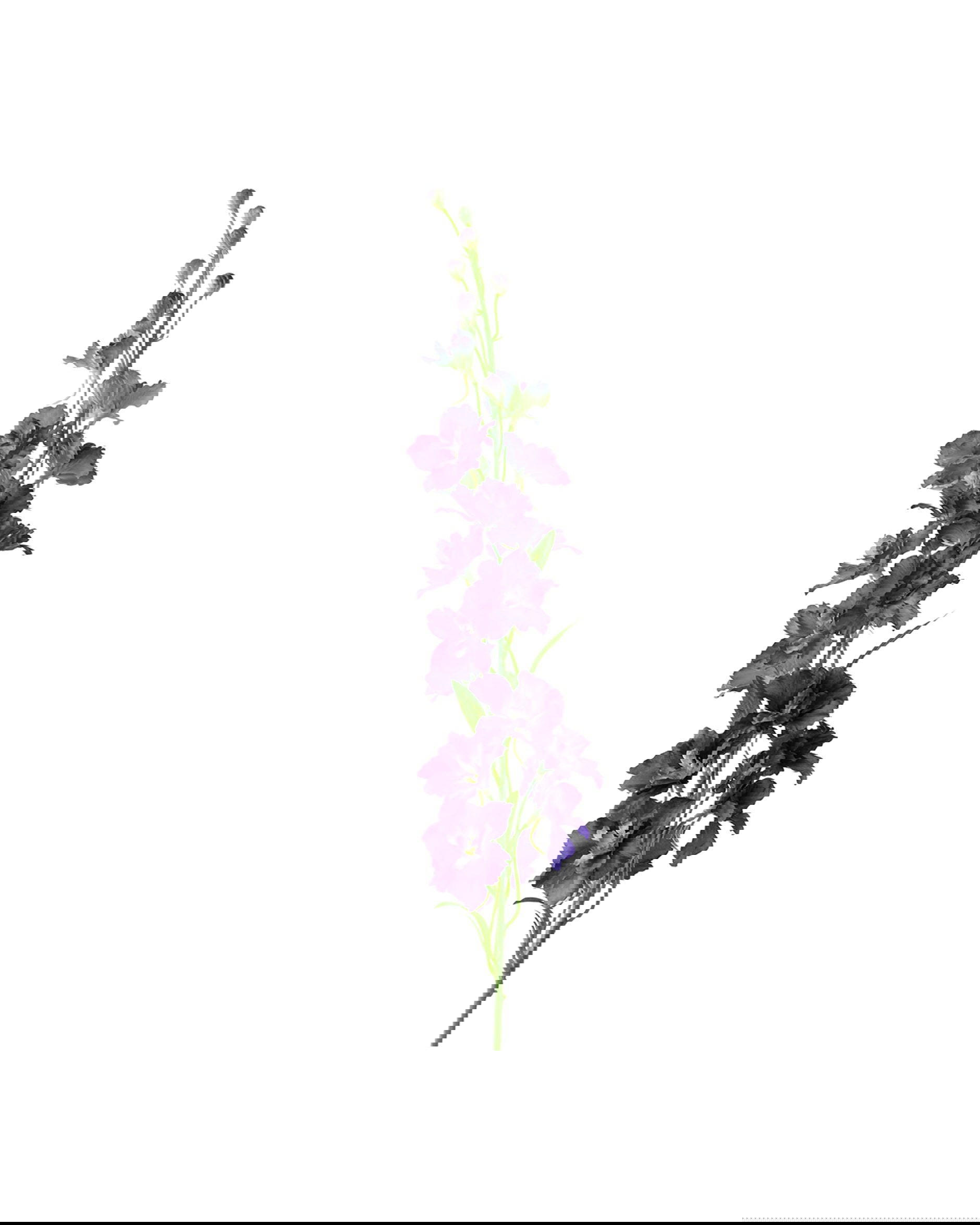 Delphinium snittblomma lila