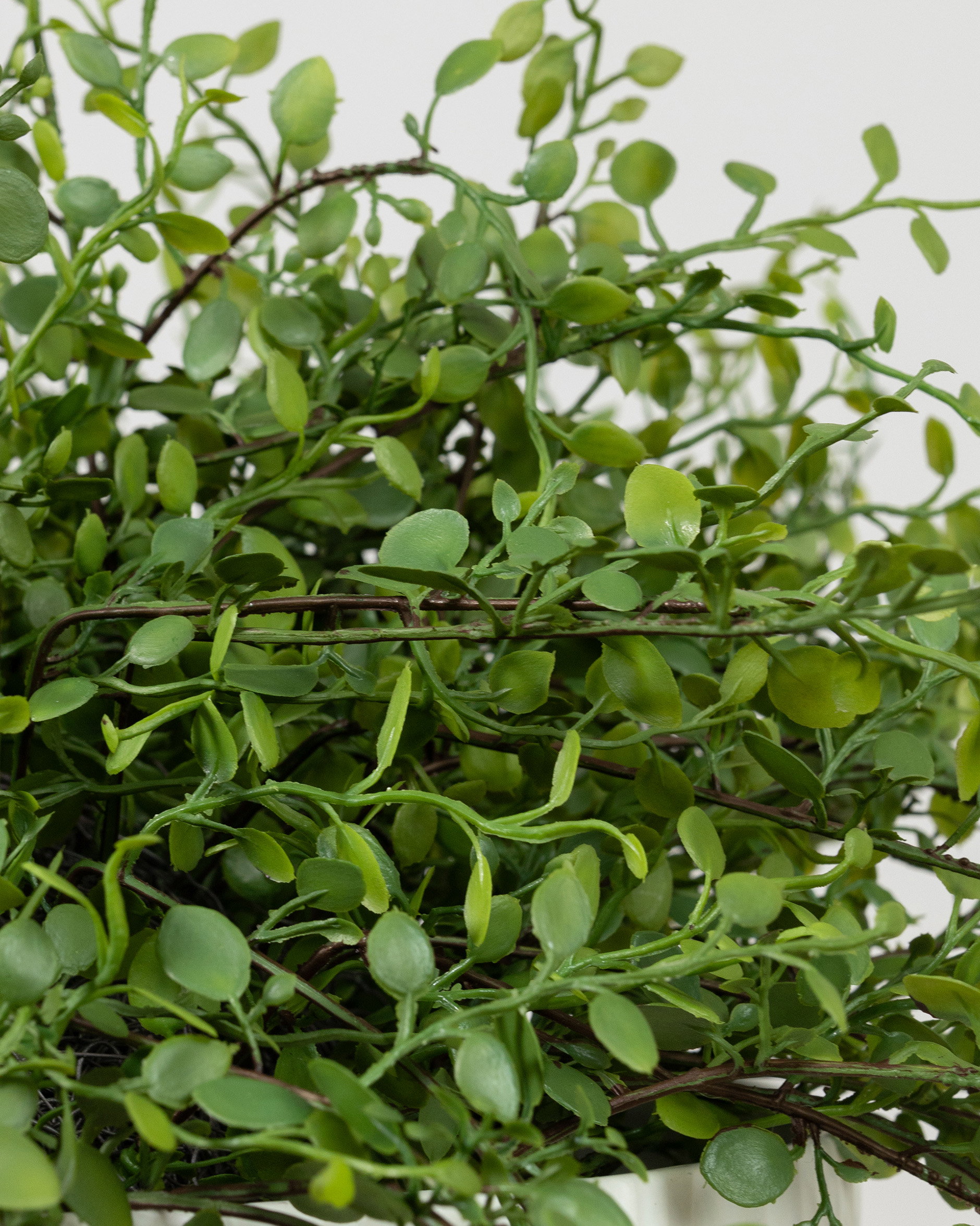 Muehlenbeckia Potted Plant Green
