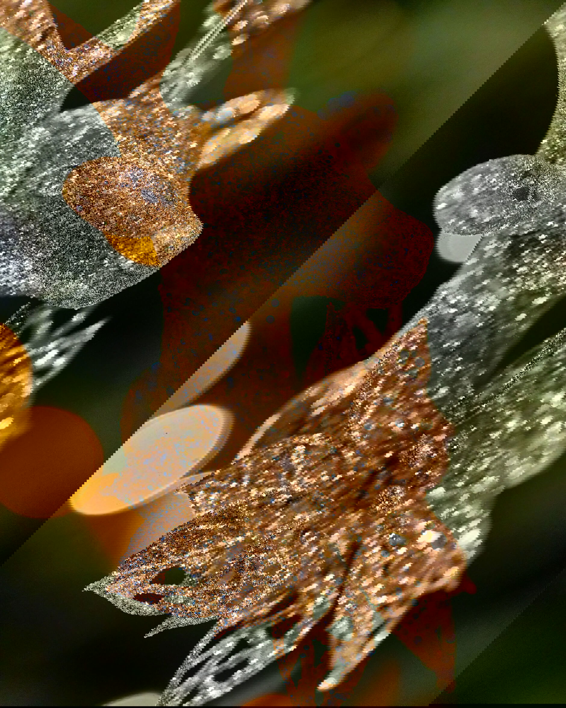 Clover ren julgransdekoration champagne