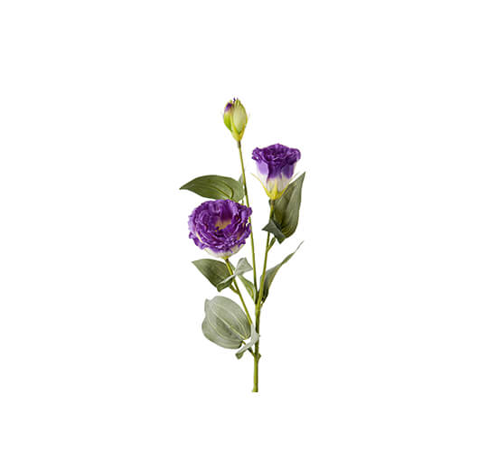 Lila - Eustoma Cut Flower Purple OUTLET