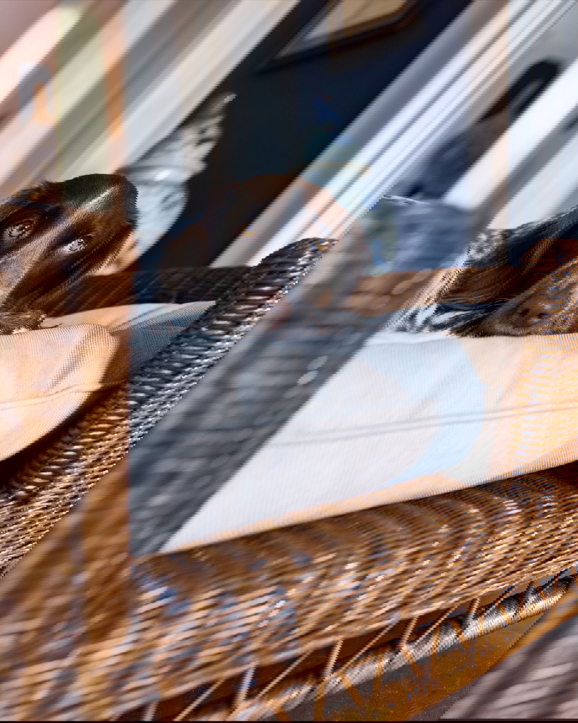 Cognac Dog Bed rattan