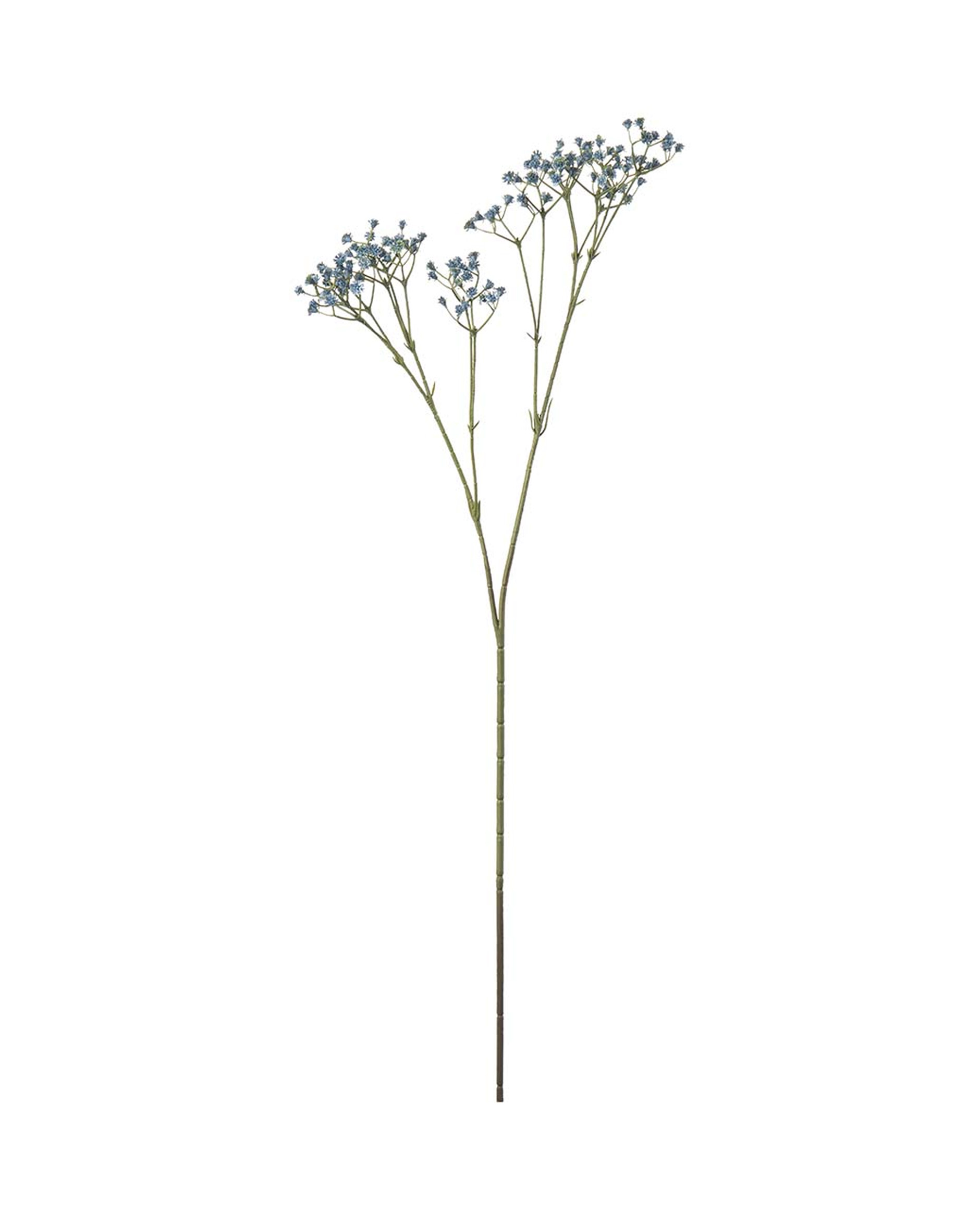 Gipskruid snijbloem blauw