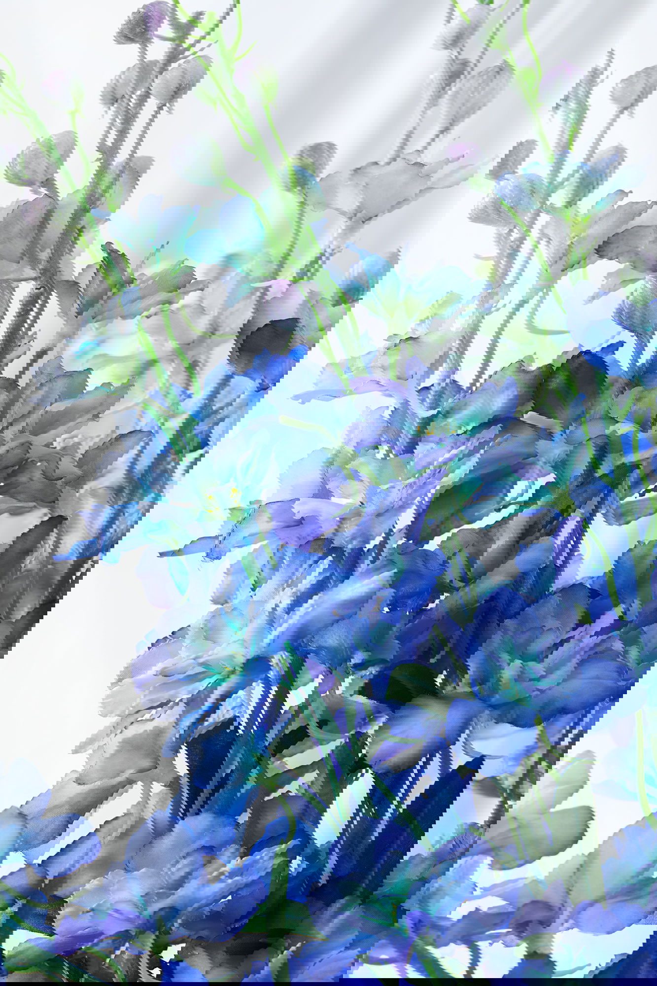 Delphinium leikkokukka sininen