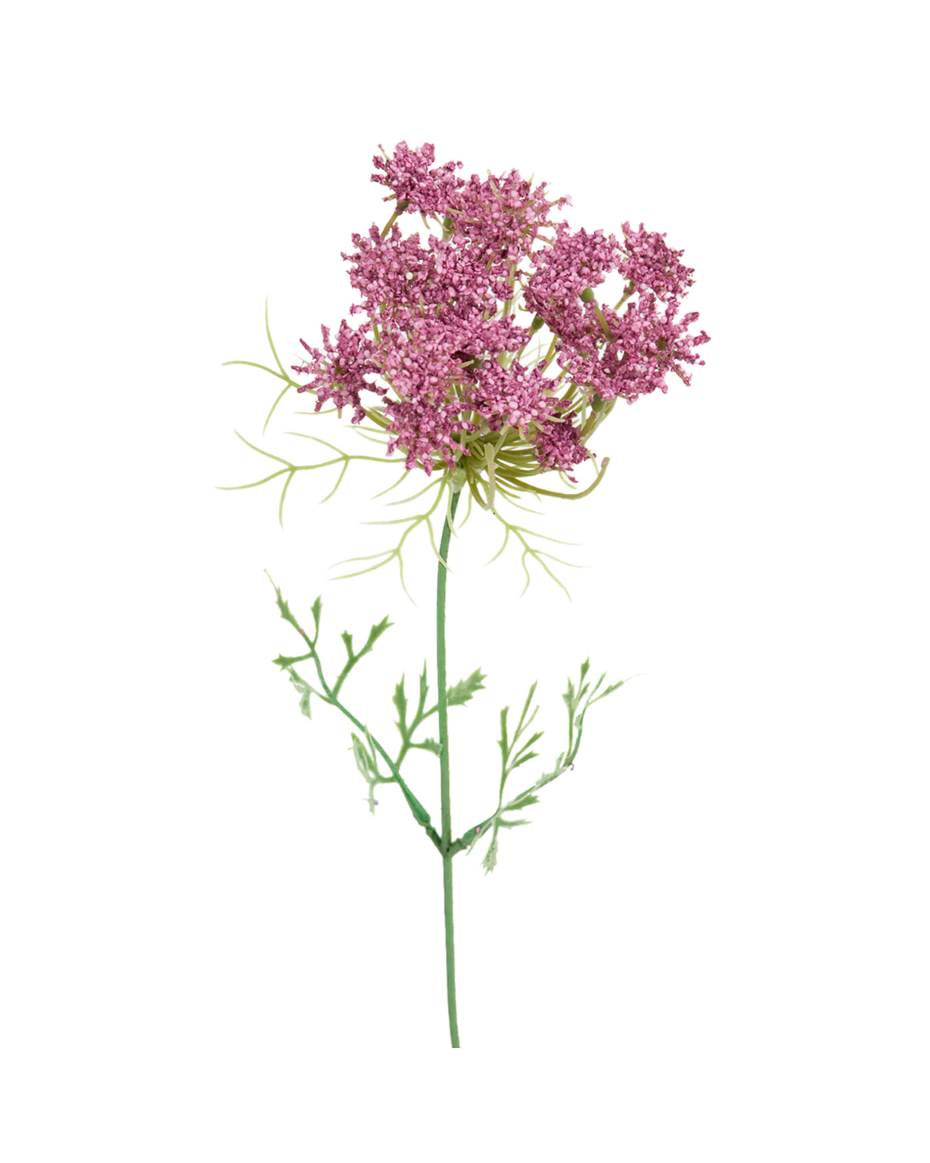 Trachelium leikkokukka vaaleanpunainen OUTLET