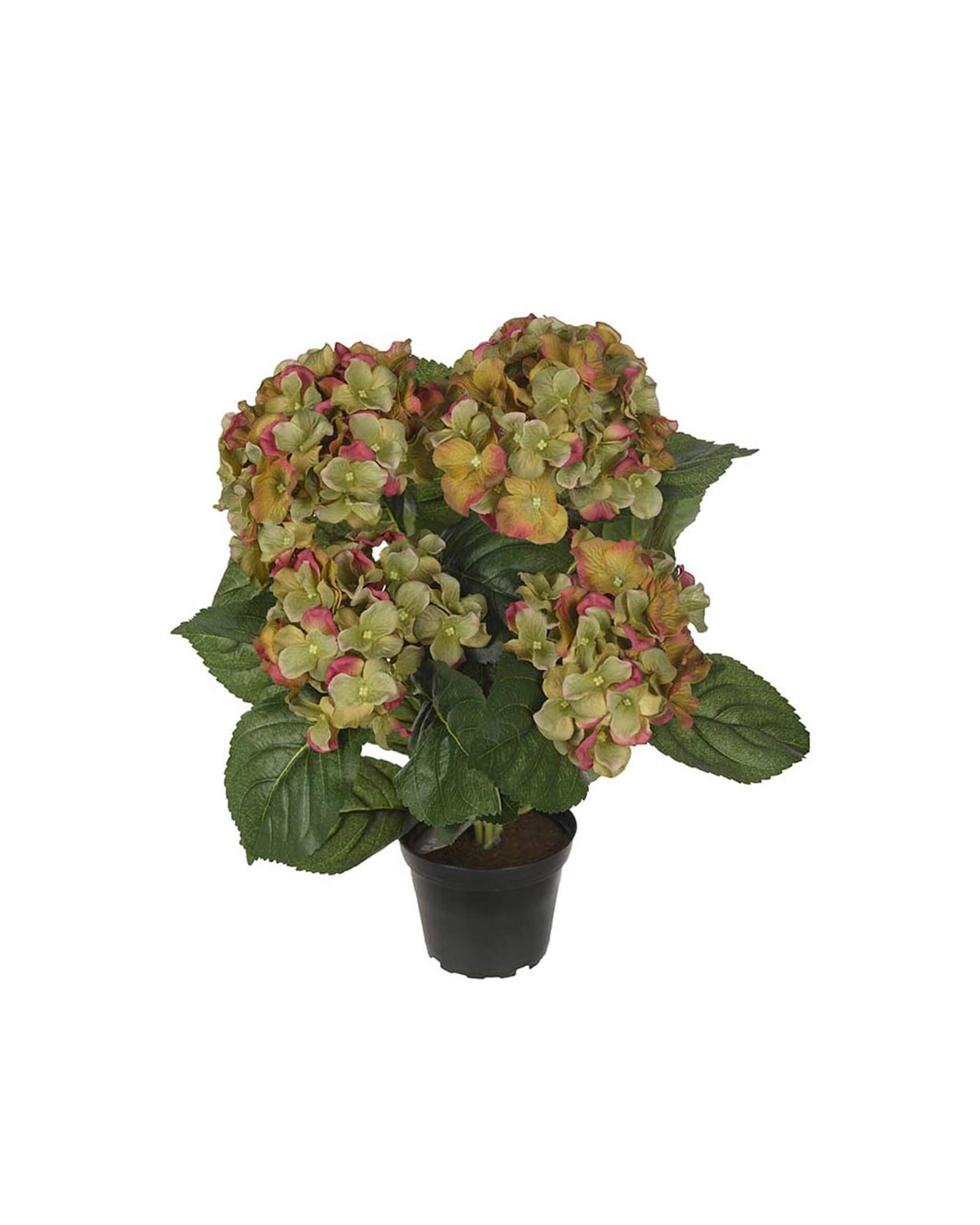 Hortensia krukväxt grön