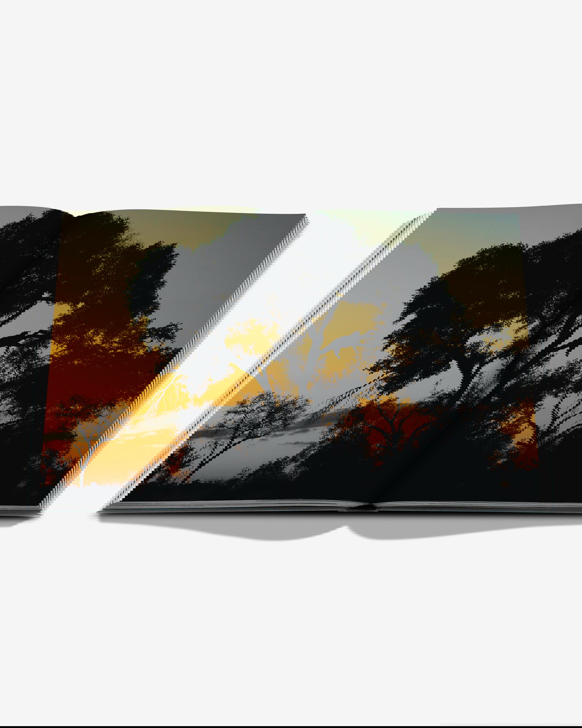 Londolozi, The Safari that Changed Everything