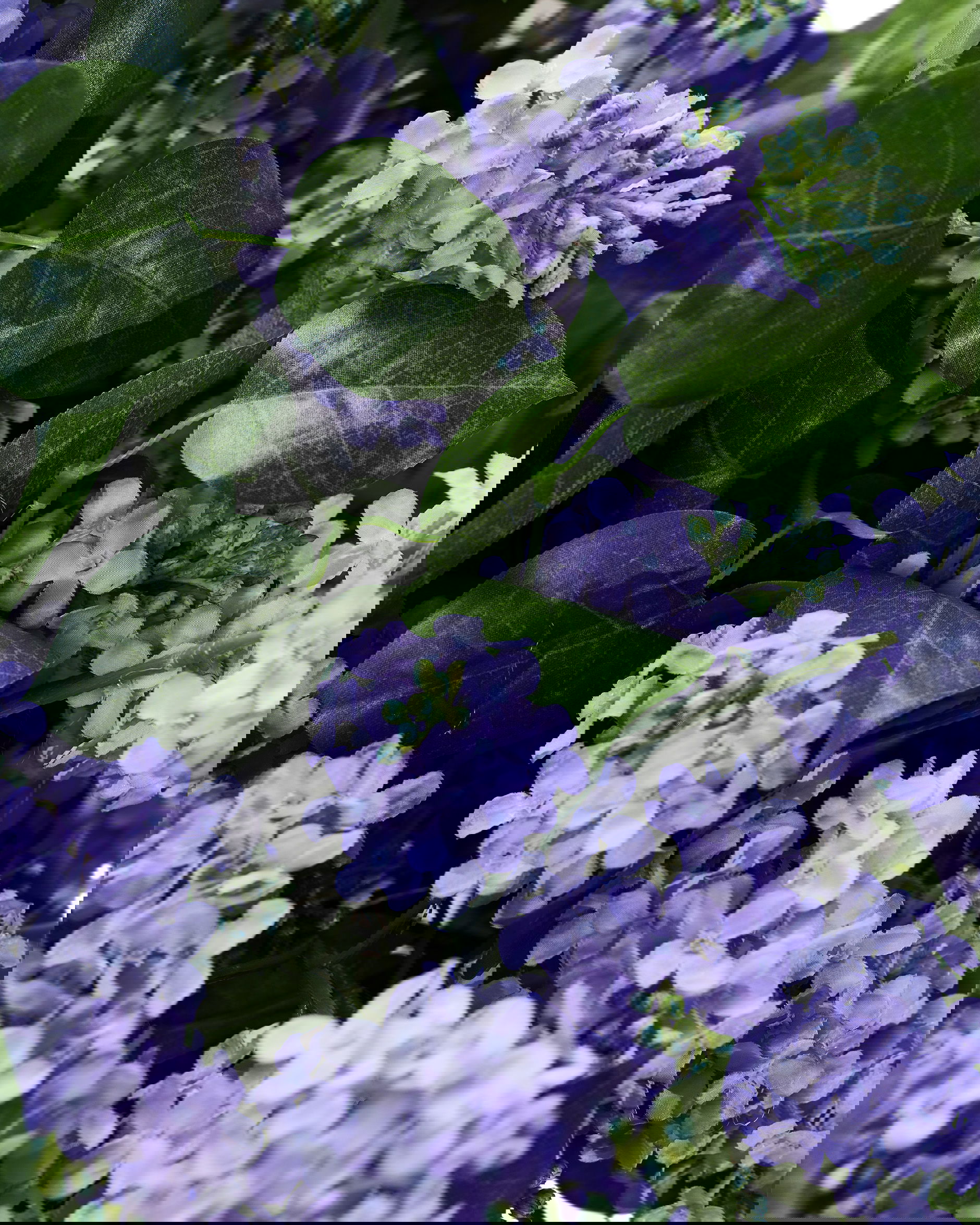 Syreenin oksa, sininen