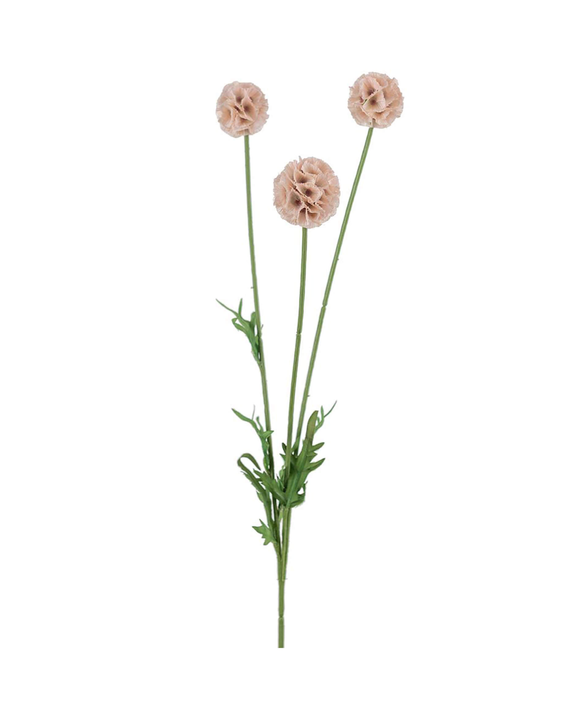 Scabiosa Cut Flower Pink