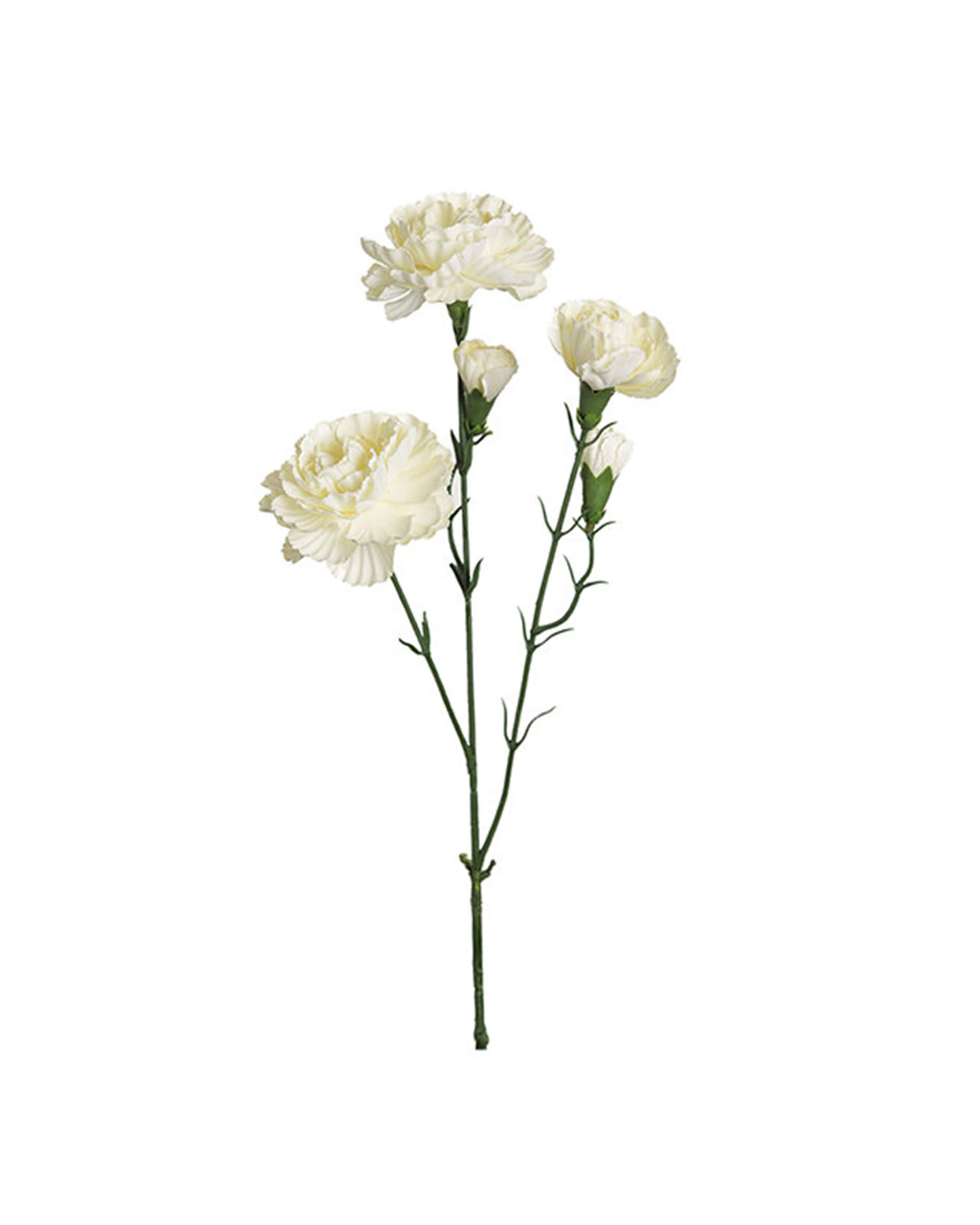 Nelken schnittblume weiß