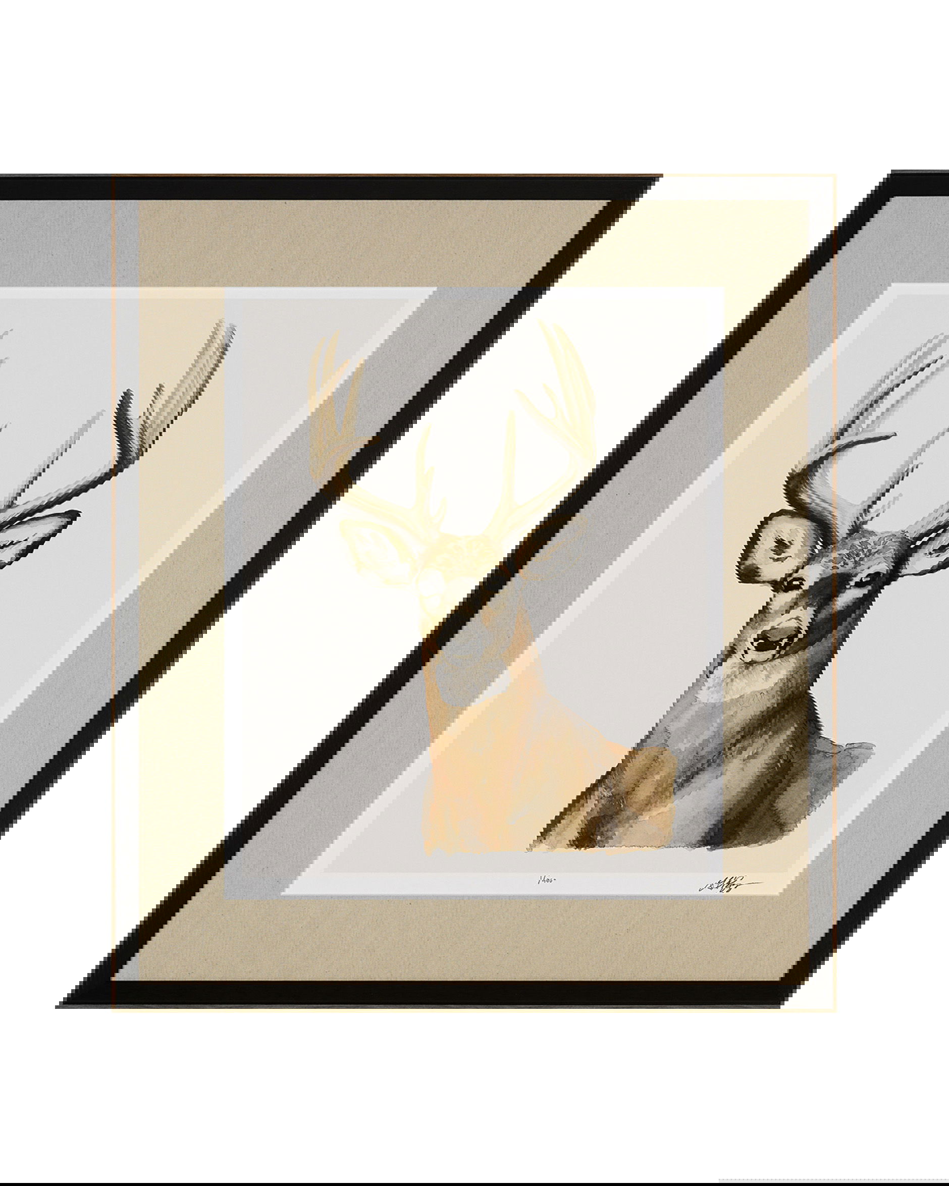 Handsome Whitetail I