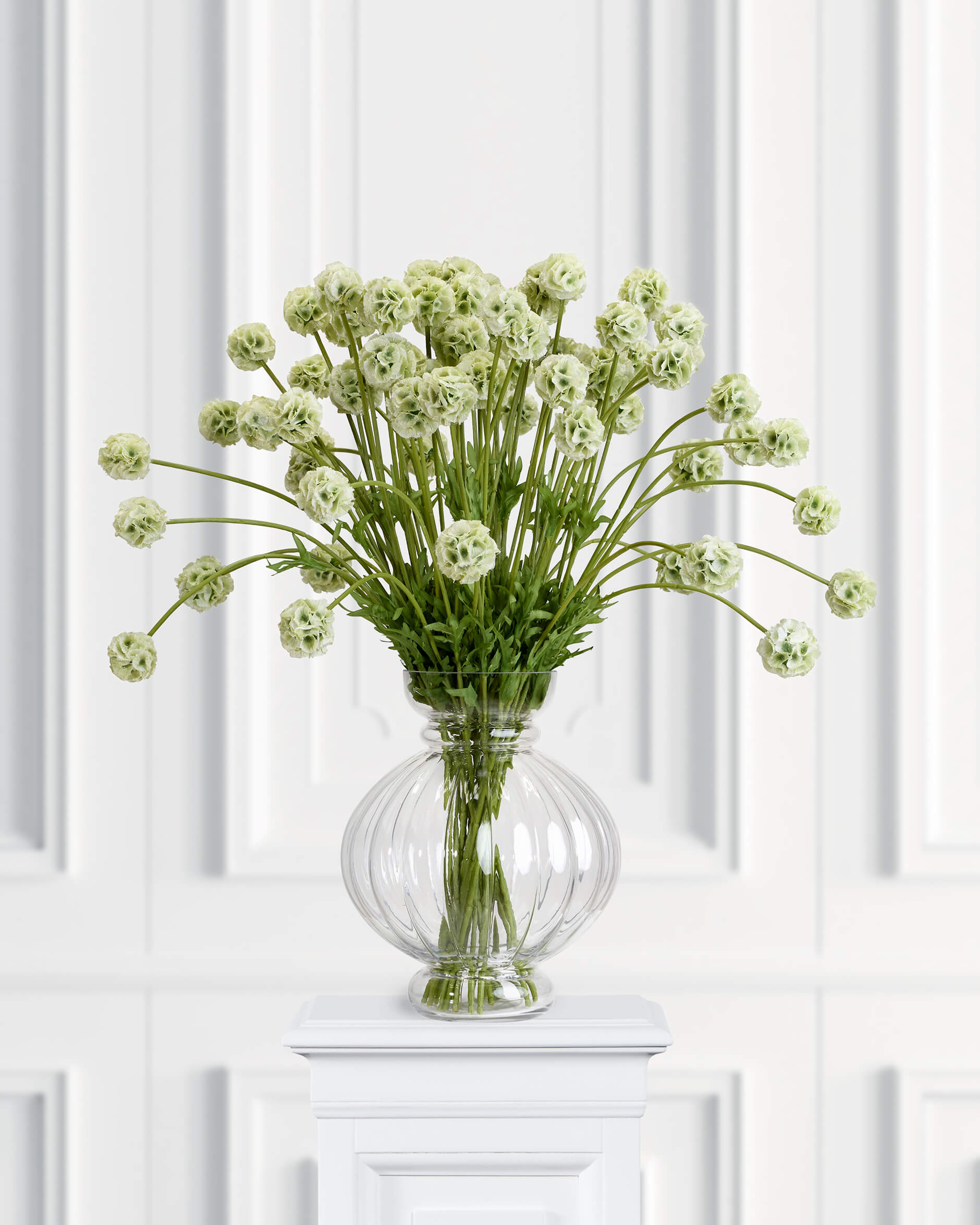 Scabiosa snittblomma grön