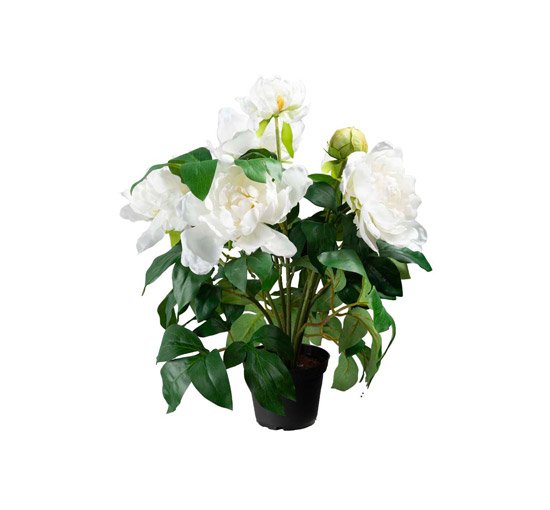 Peony Potted Plant White