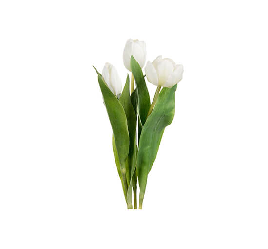 Weiß - Tulip Cut Flower White