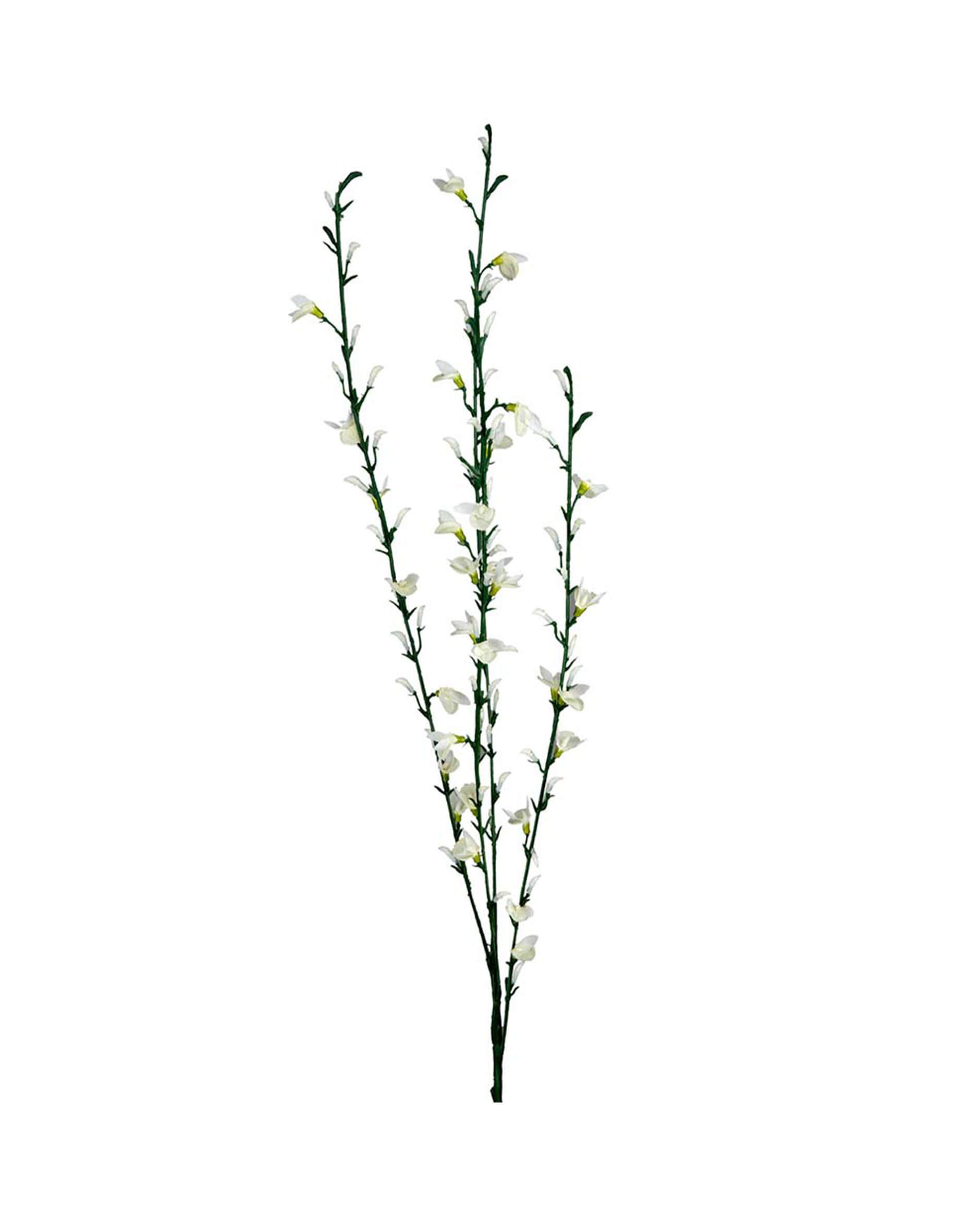 Ginst leikkokukka valkoinen