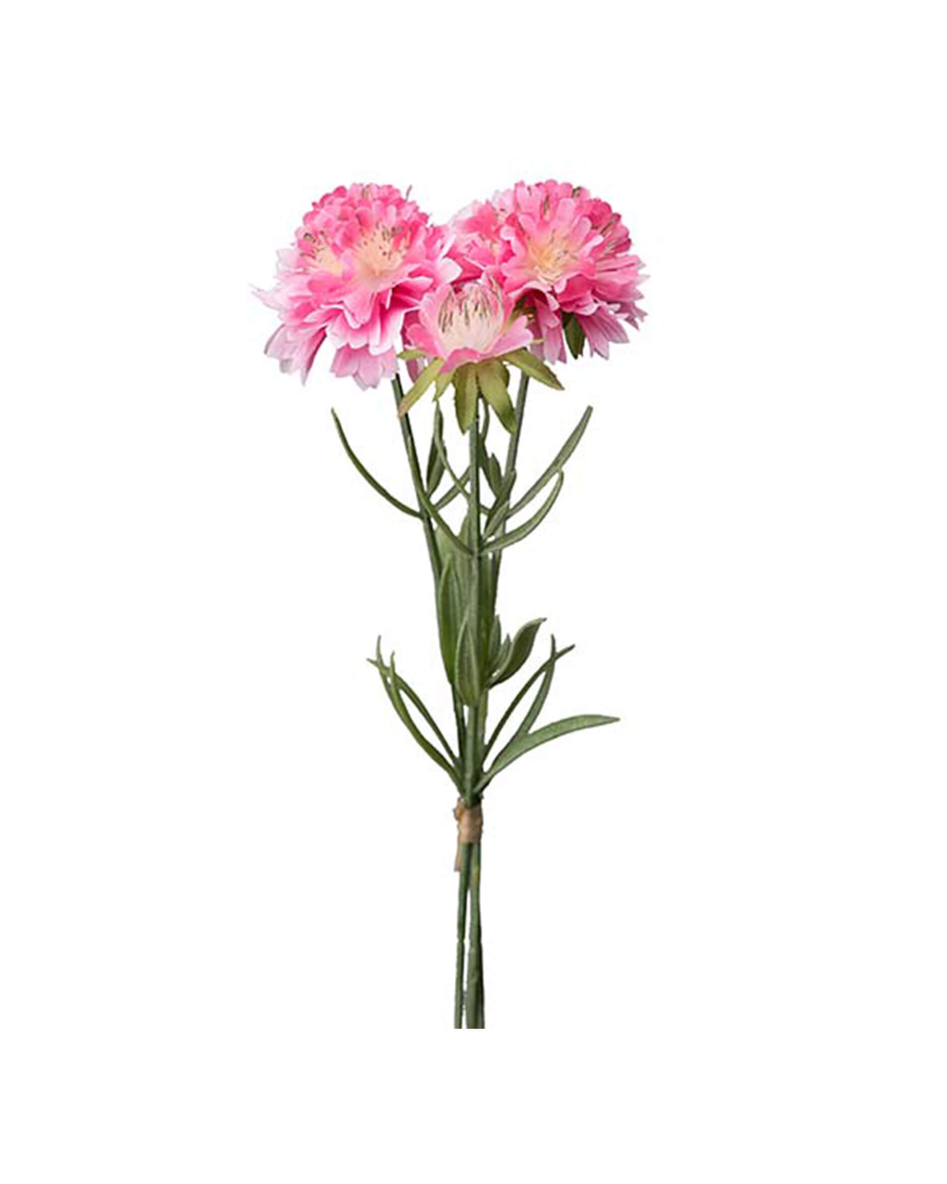 Scabiosa leikkokukka roosa OUTLET