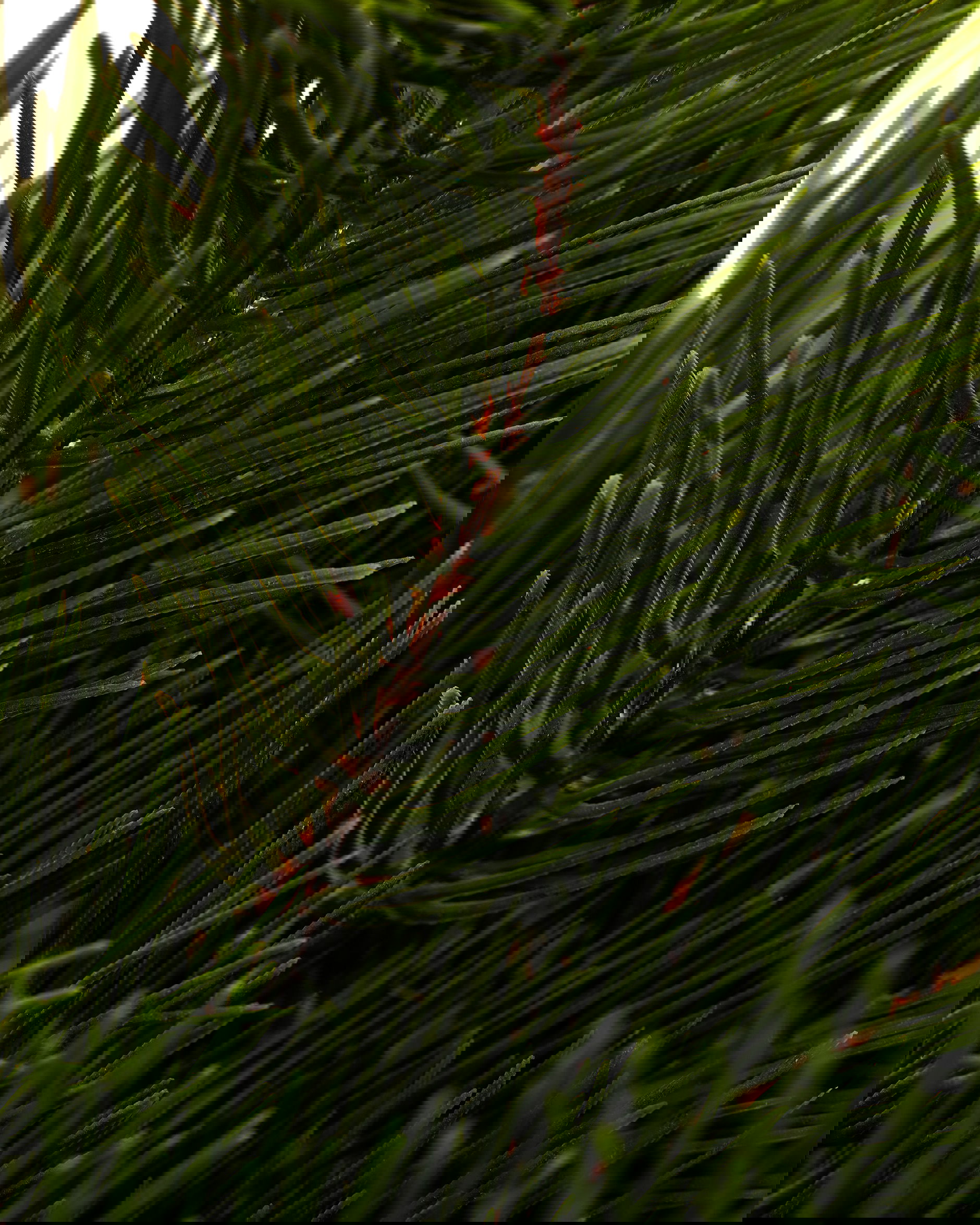 Mäntypuun oksa leikkokukka vihreä