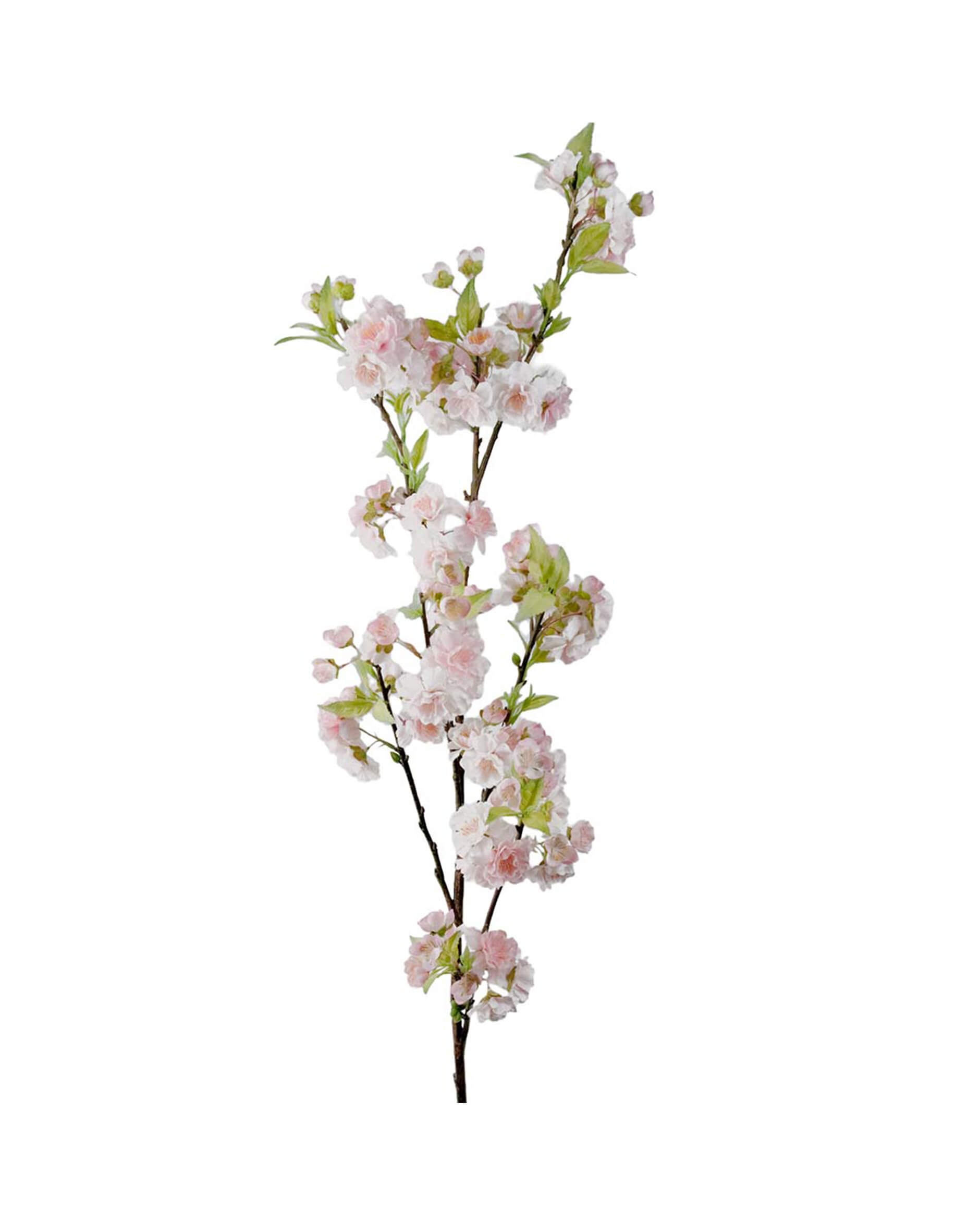 Körsbär snittblomma rosa