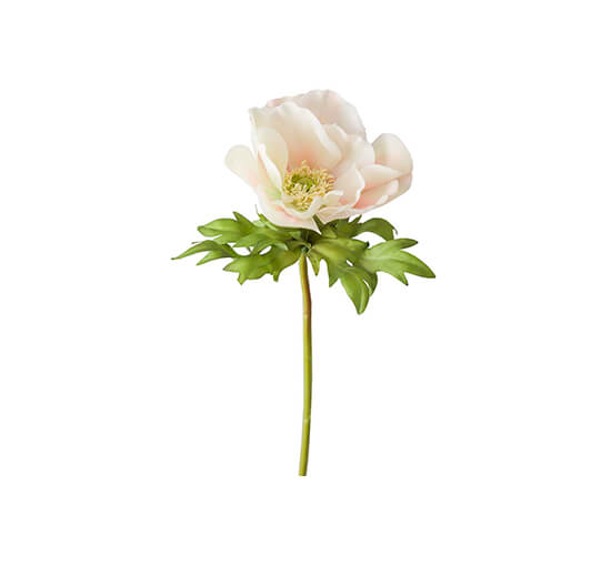 null - Anemone Cut Flower White