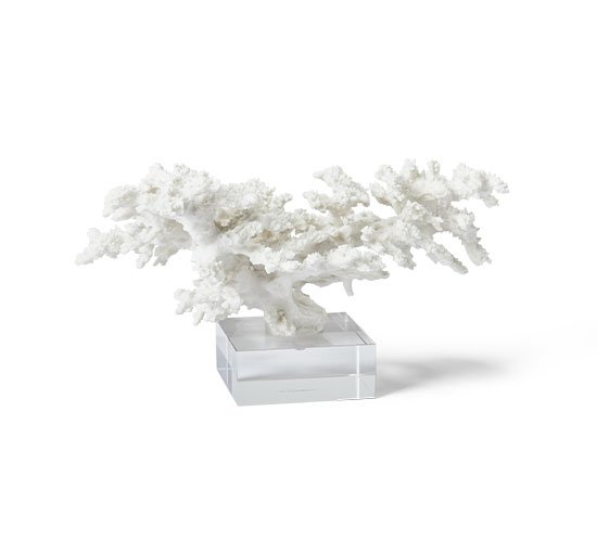 Adèle-koralli, valkoinen
