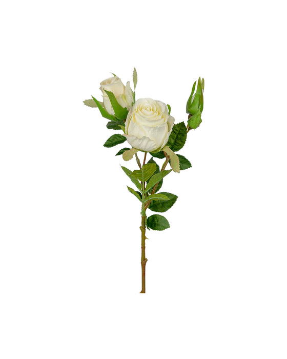 Rose – afskåret blomst i hvid