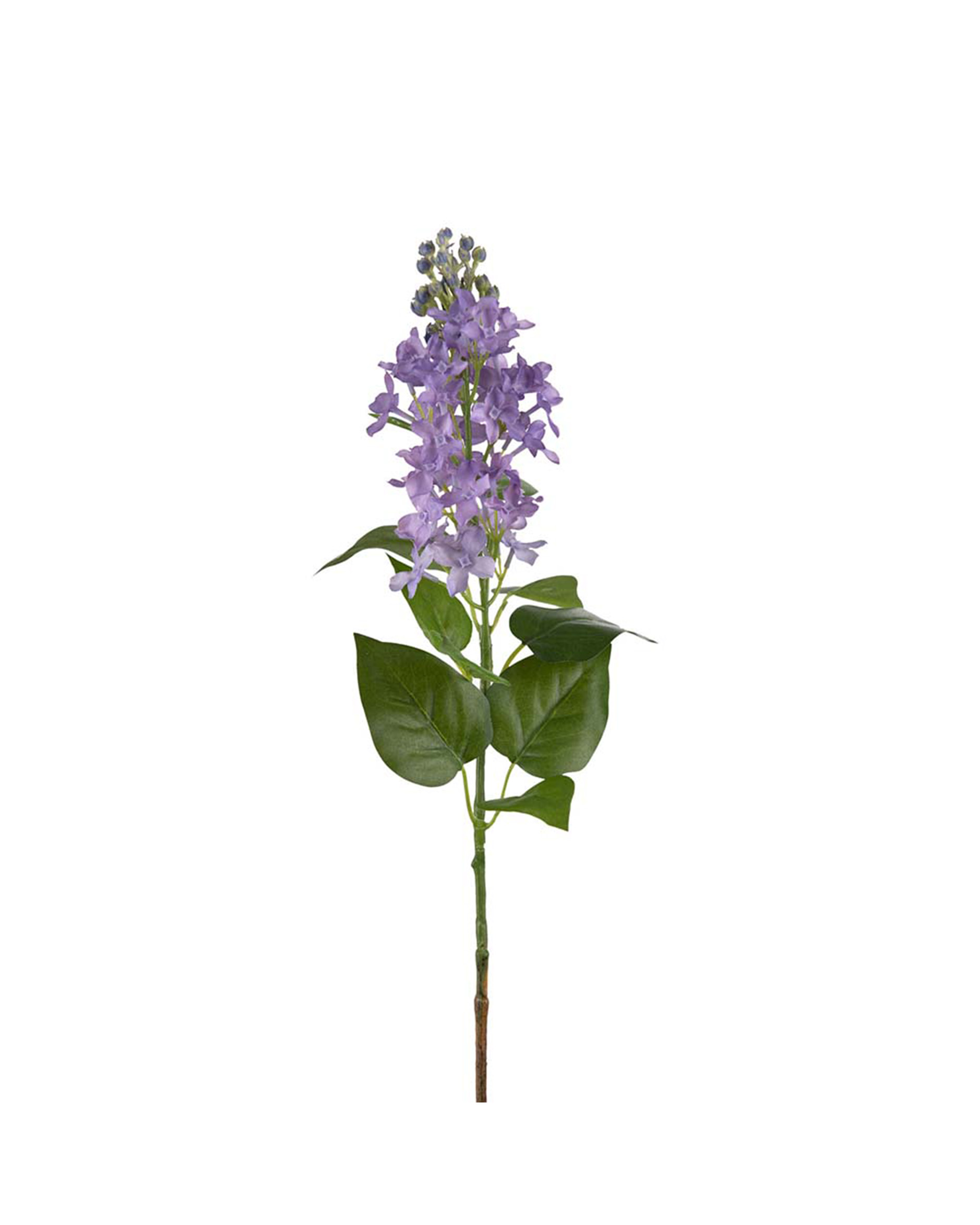 Lilac Cut Flower Blue